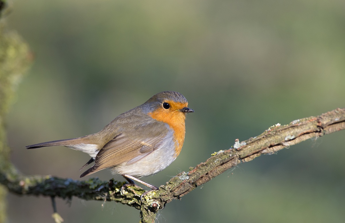 Robin