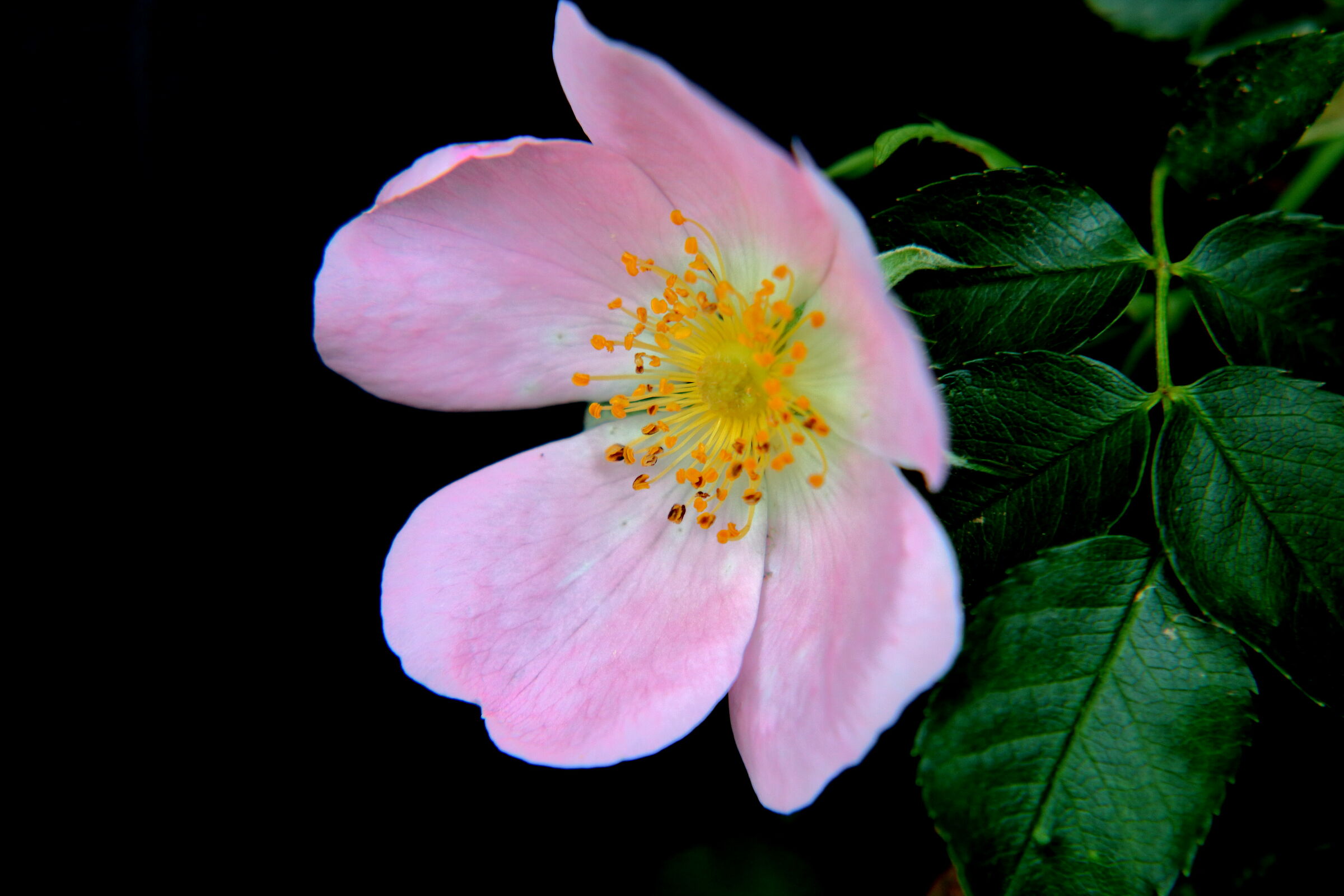 rosa canina