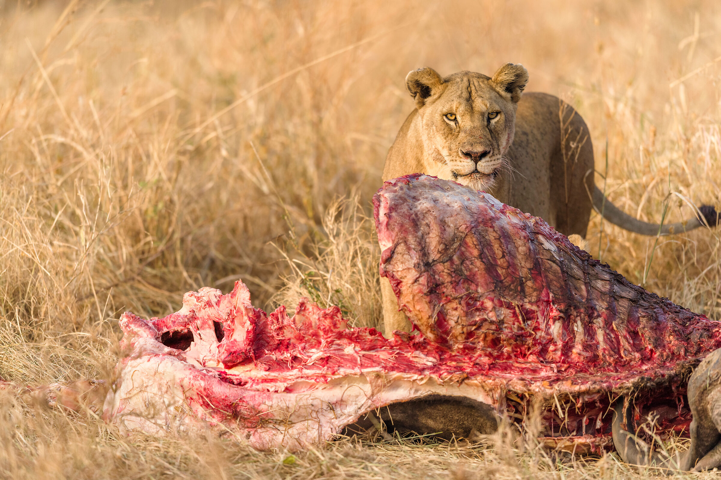Lioness, Serengeti.
