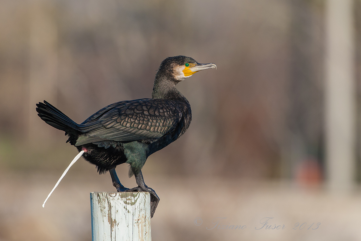 cormorant a bit ............