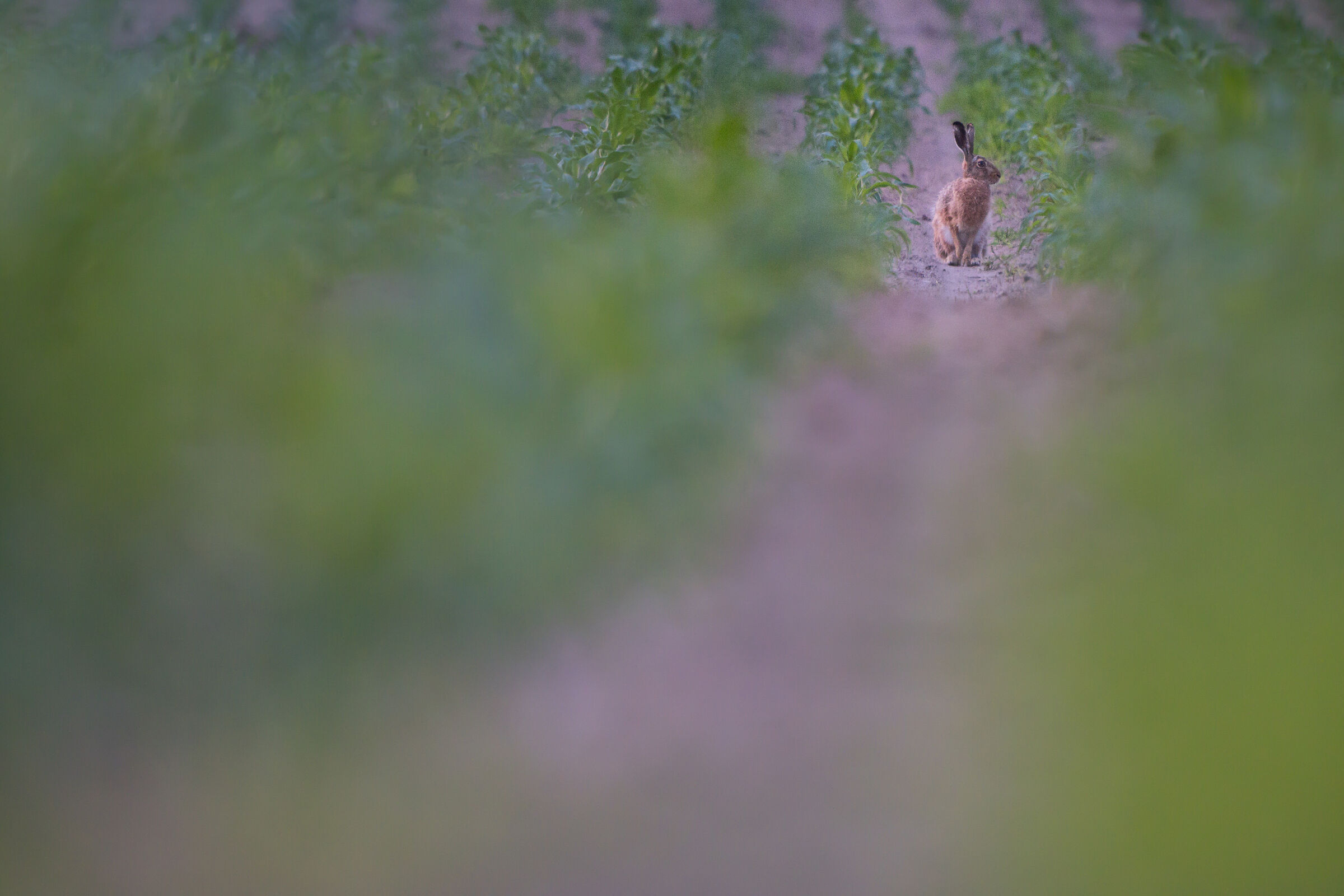 Lepre marrone (Lepus europaeus)