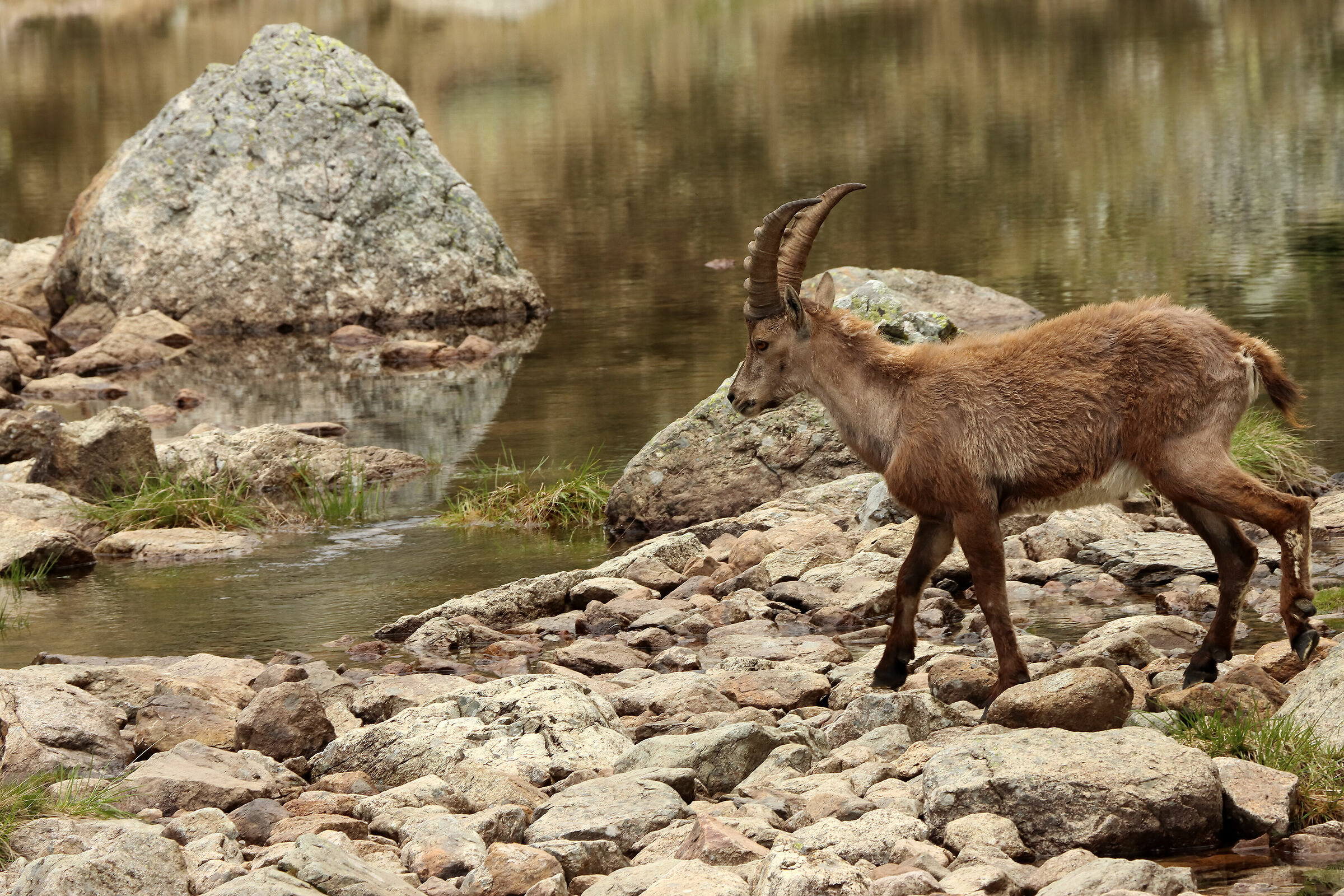 stambecco tranquillo