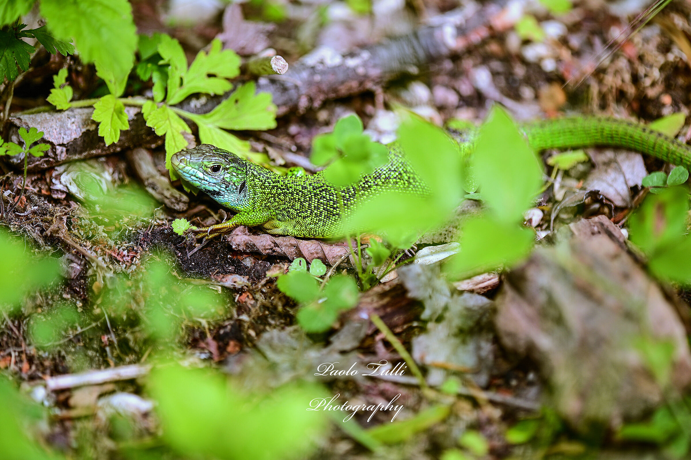 Il Drago del sottobosco