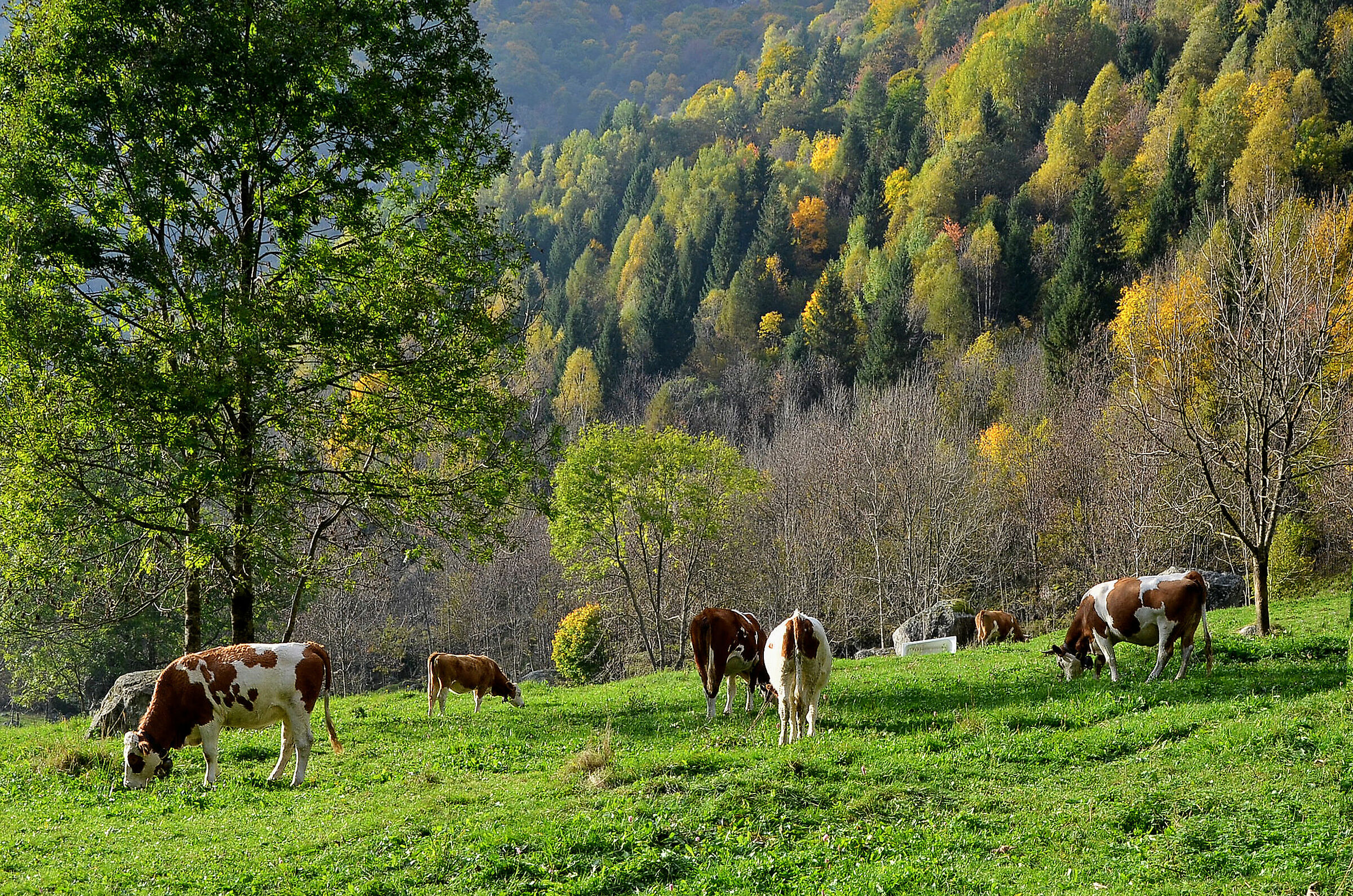 atom heart mother
