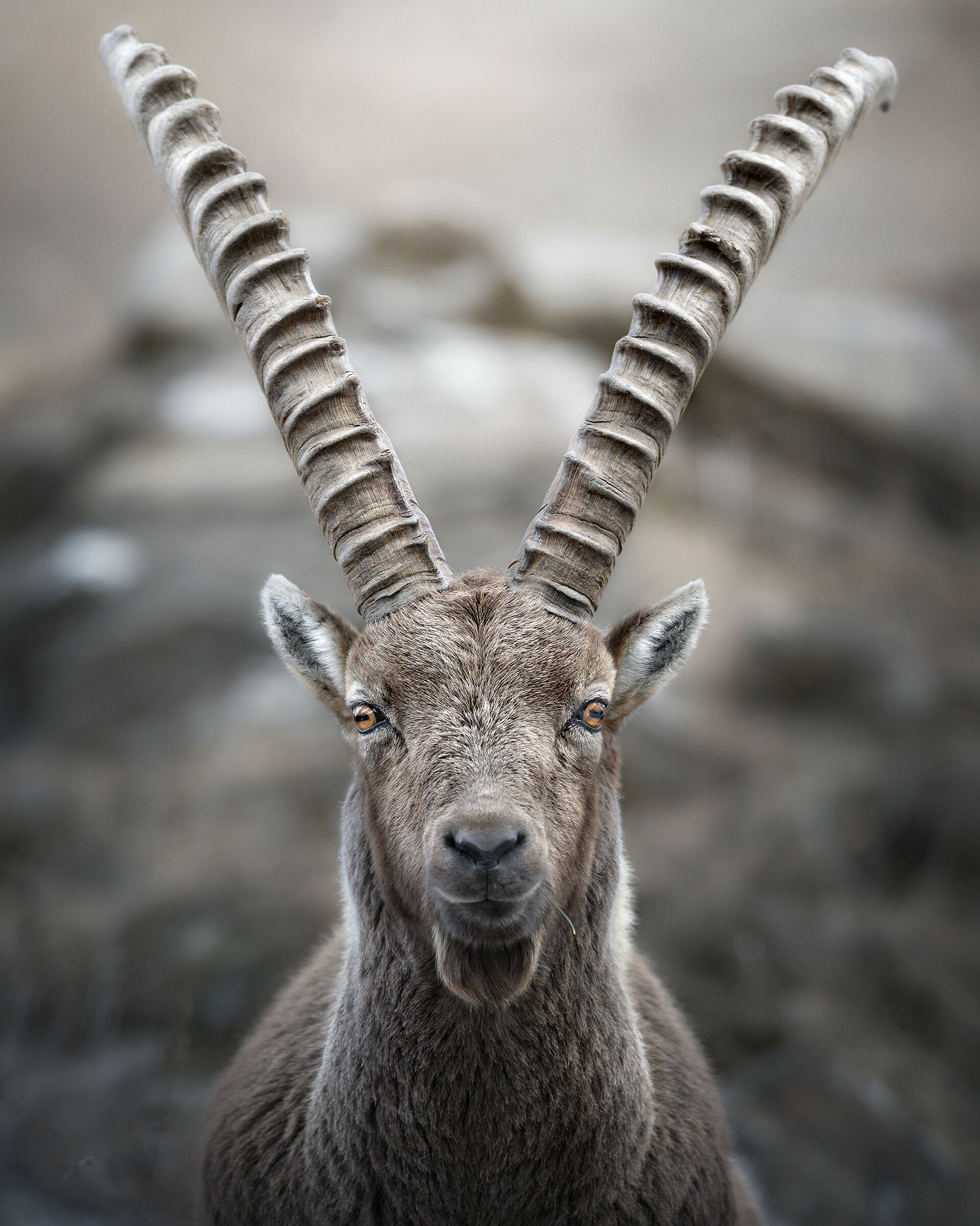 Ibex