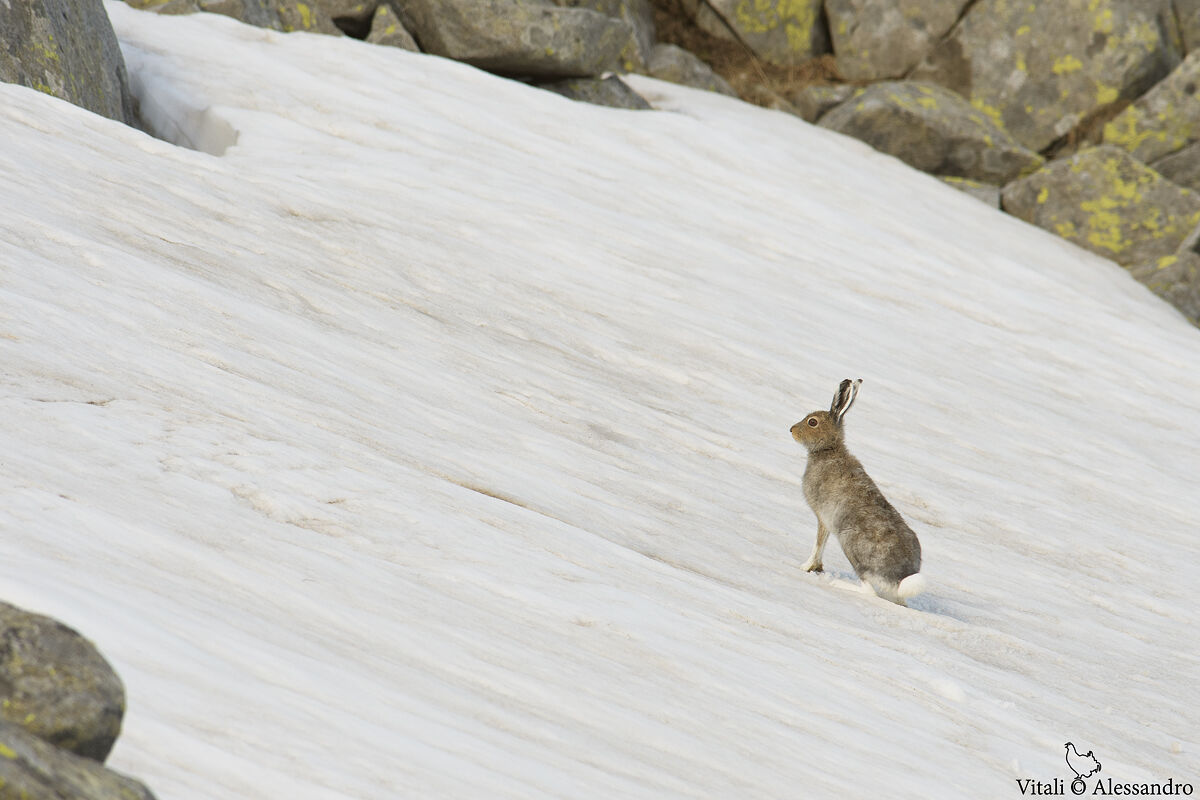 Variable hare