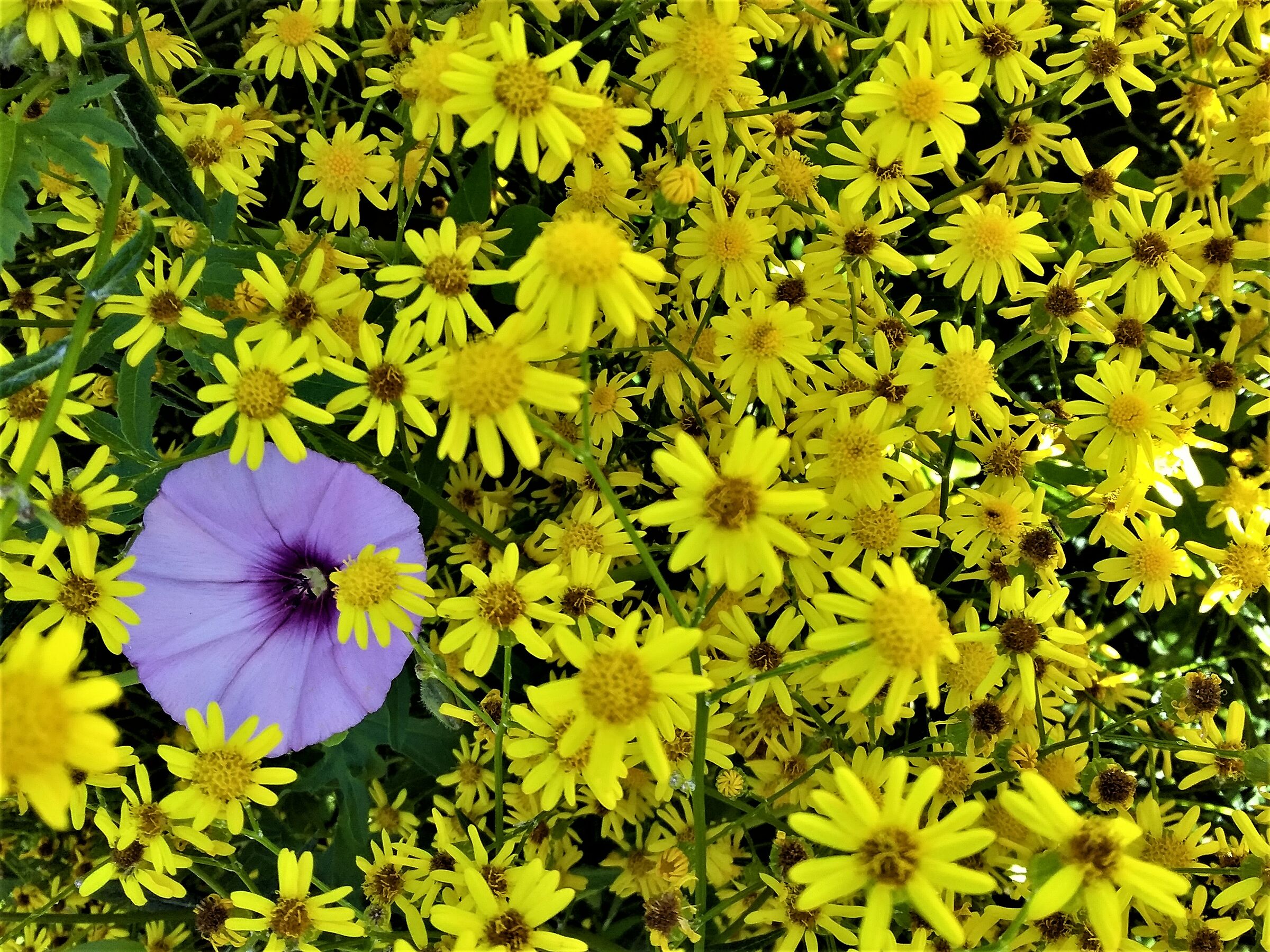 tra le gialle margherite