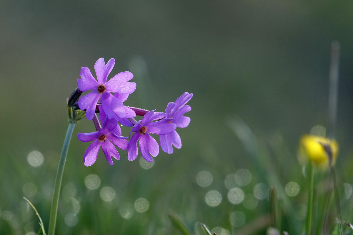Primula di montagna