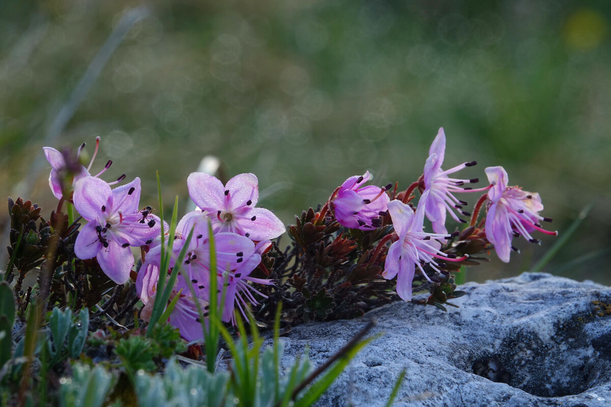 Rododendro delle Dolomiti