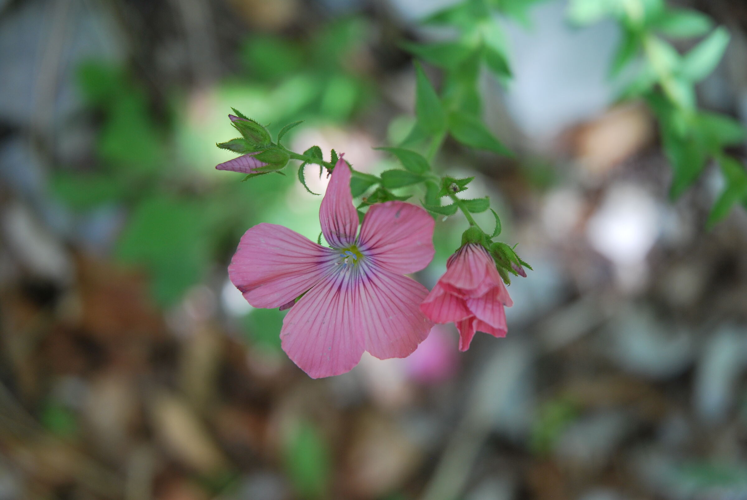 Mountain Flower