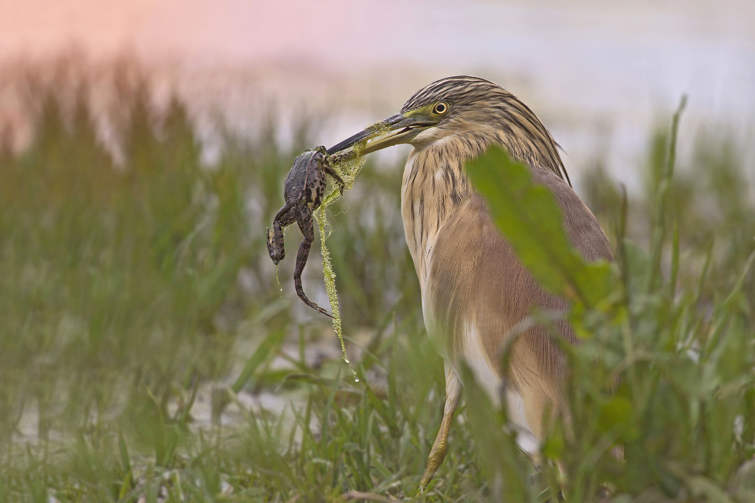 Menu of the day: Frog and salad