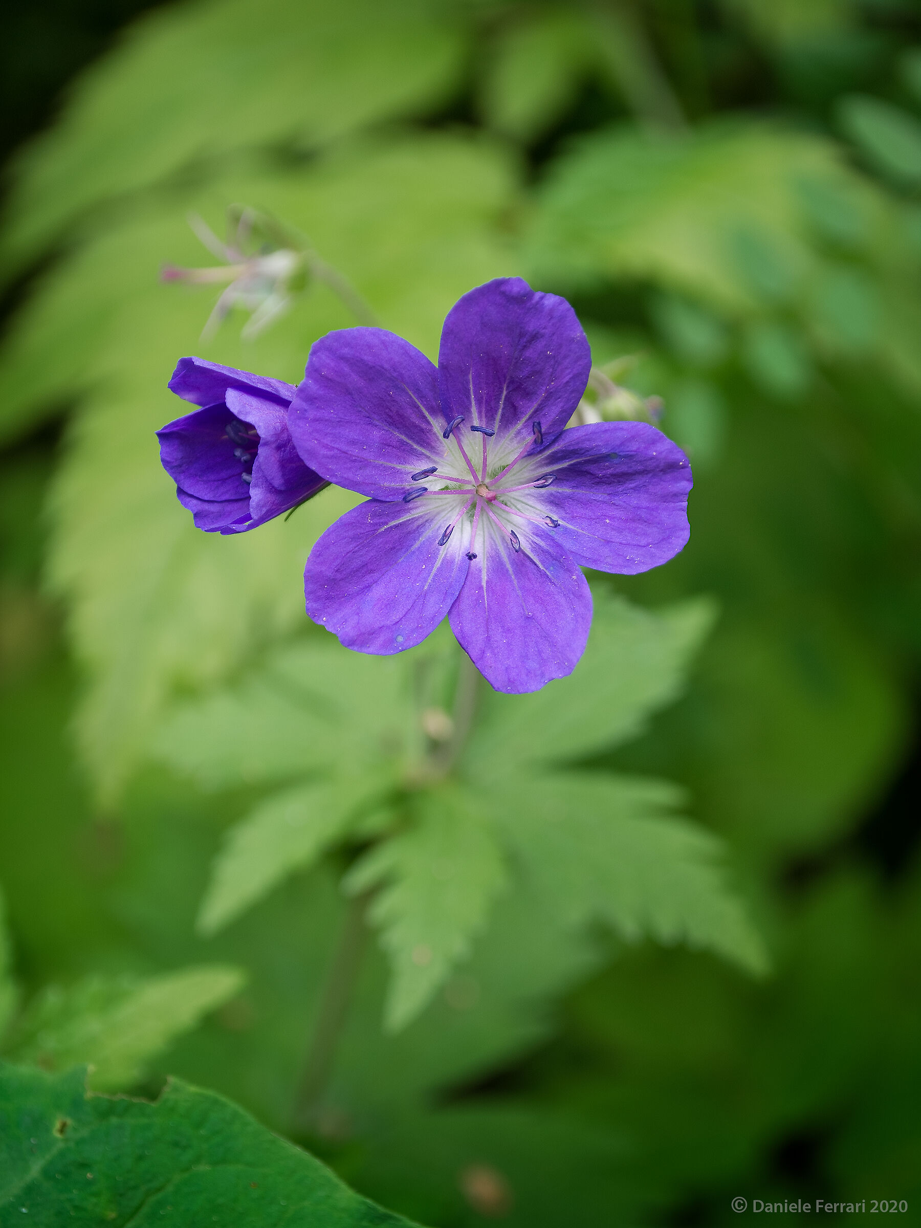 Geranium sylvaticum