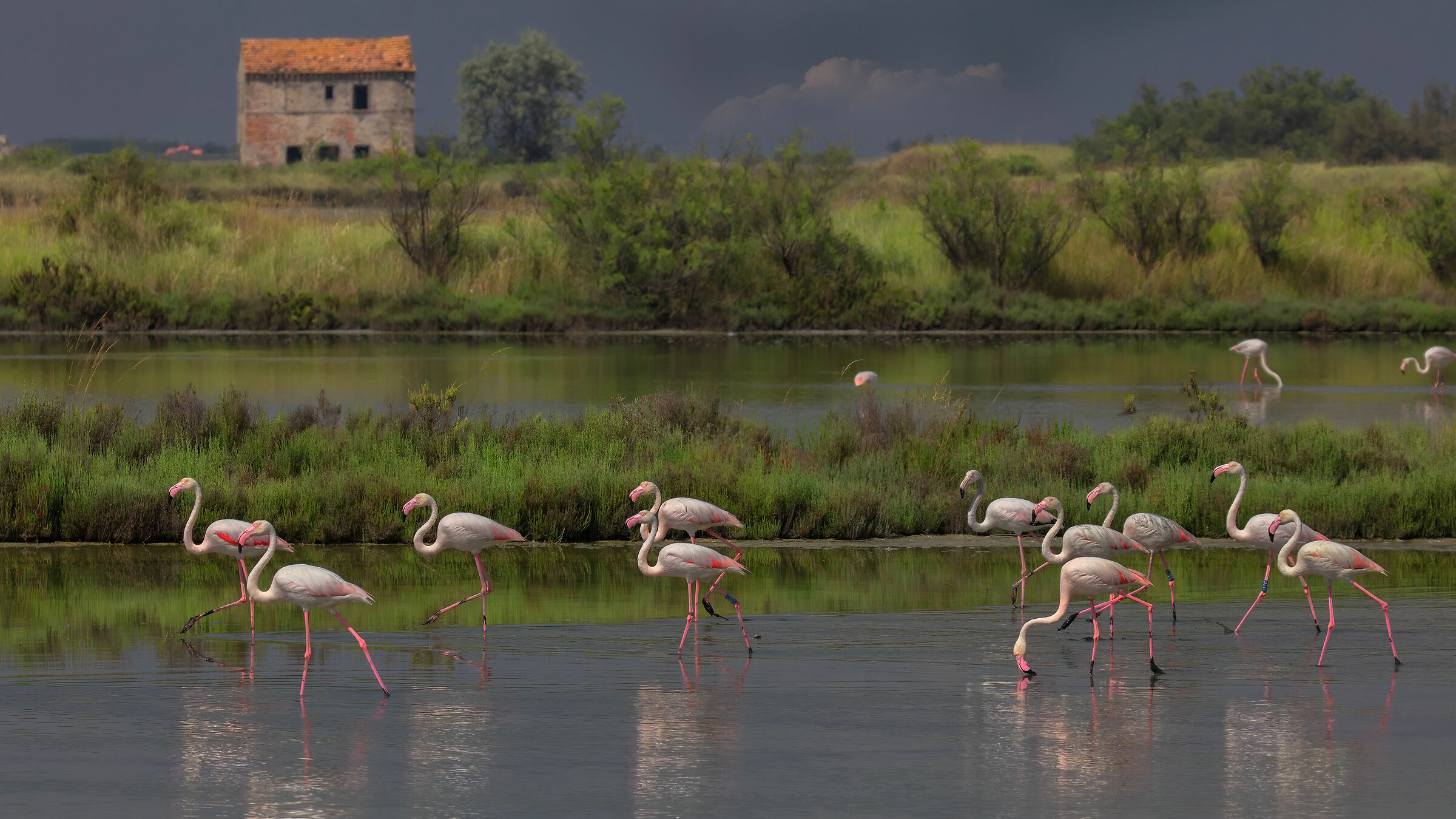 Fenicotteri rosa presso le Saline di Comacchio
