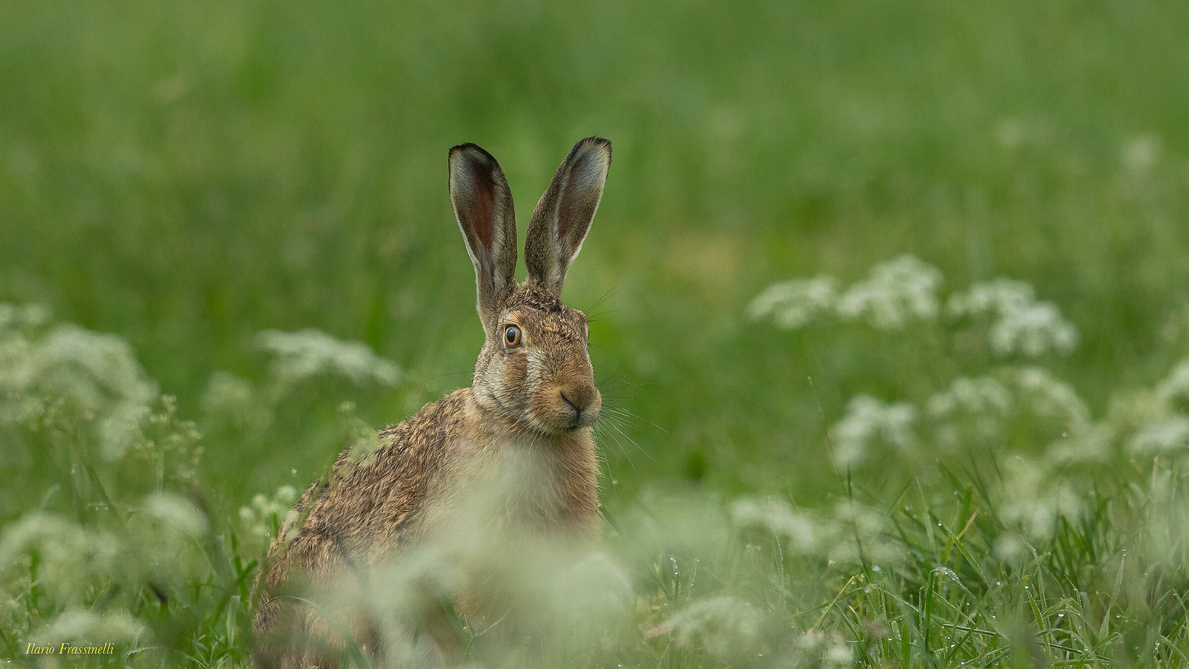 Hare