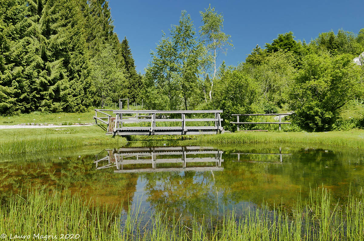 Specchio nello stagno