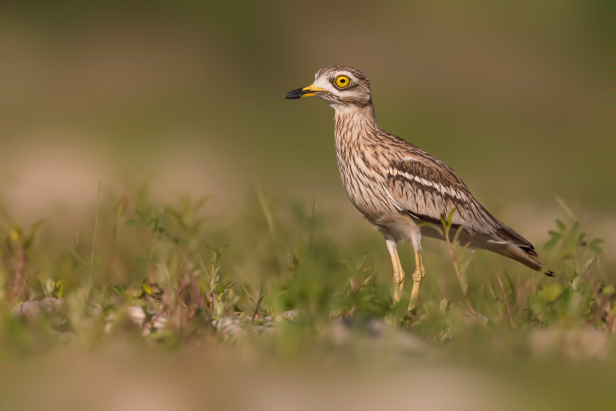 Nella terra degli occhioni