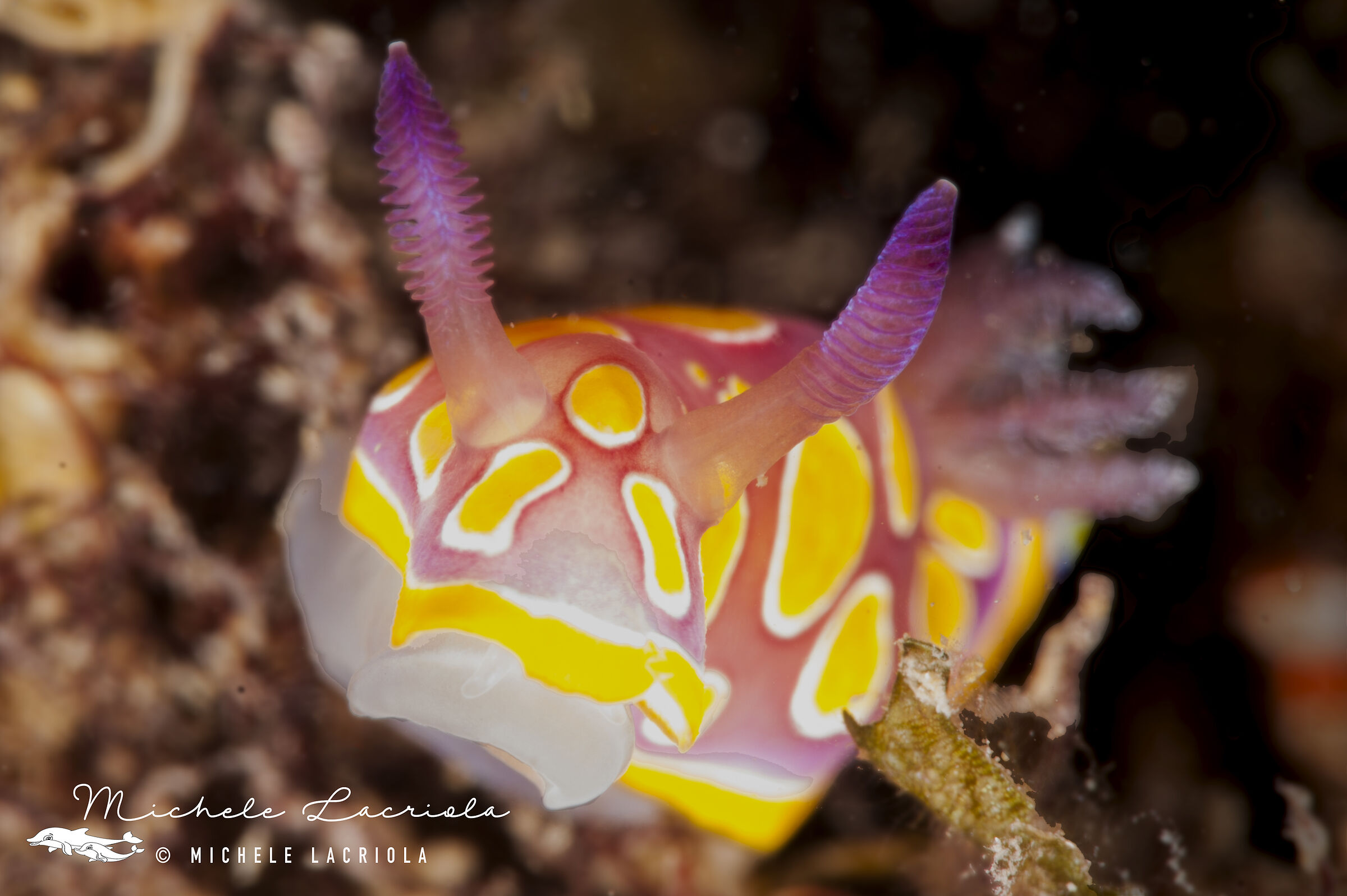 Chromodoris Lutheran