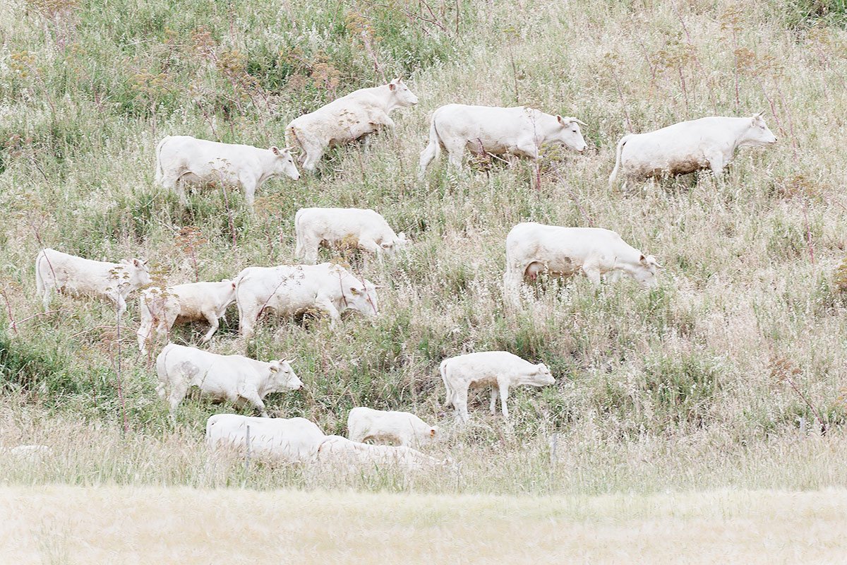 Maremmane in chiave alta