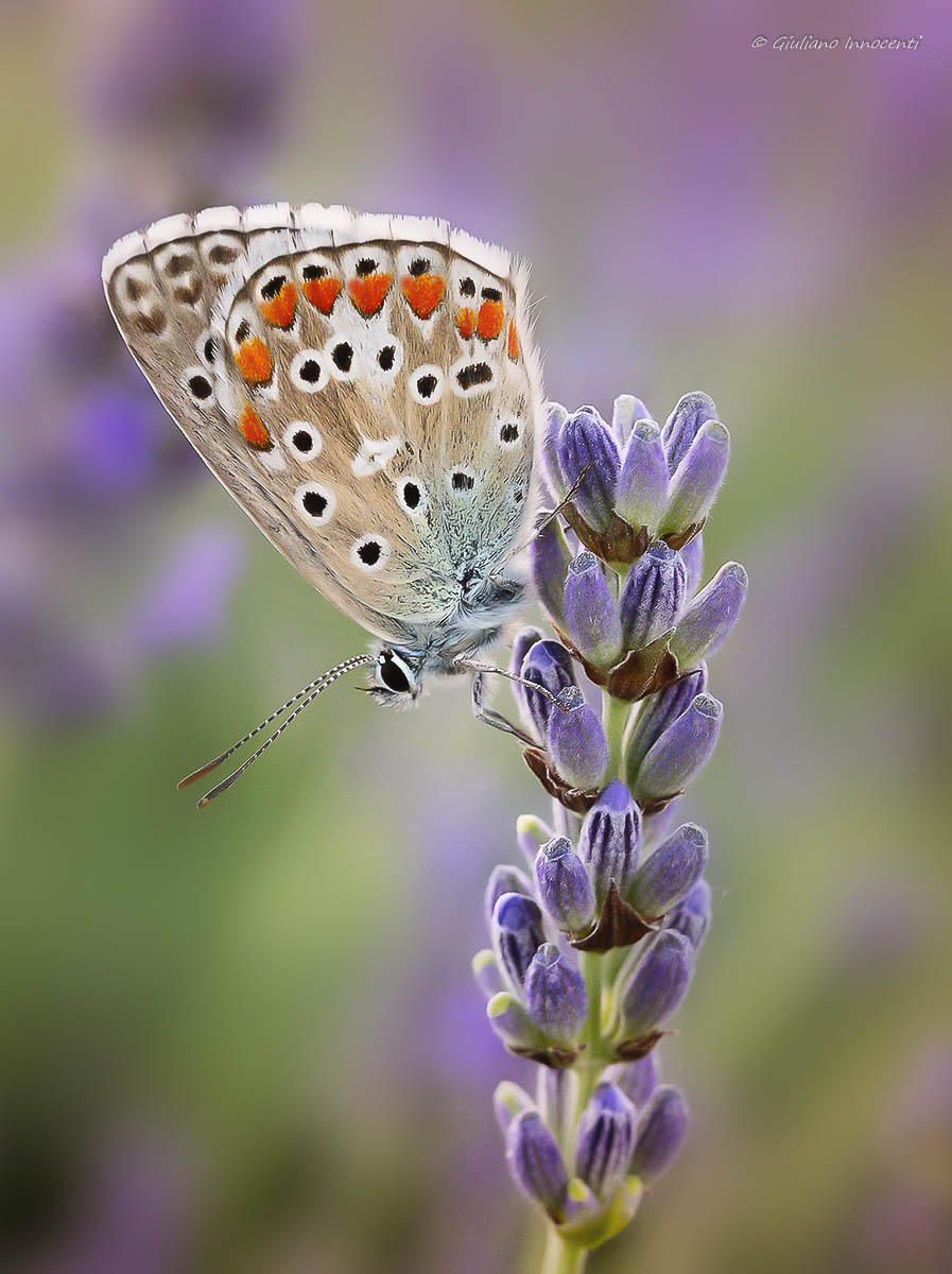 La lavanda e la Regina di cuori (Lysandra Bellargus)
