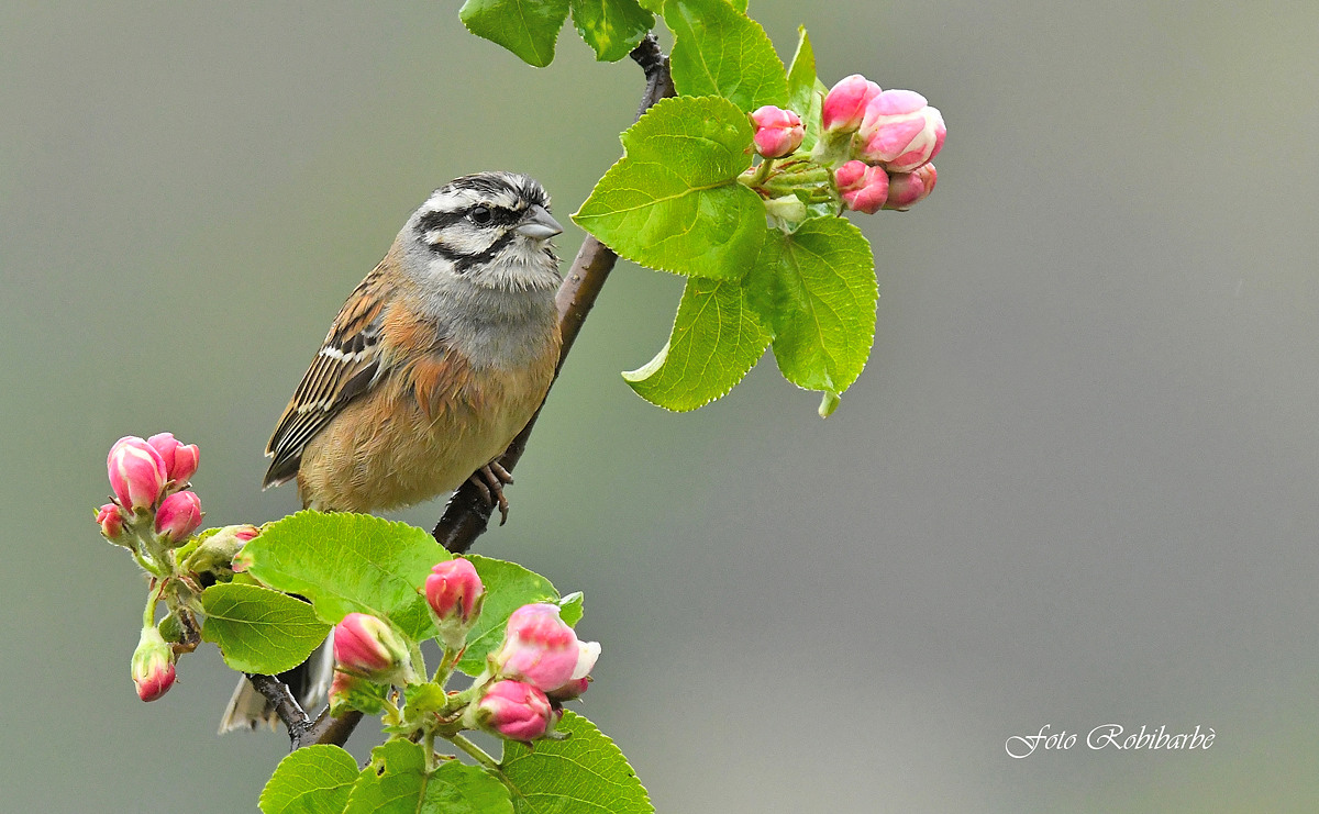 Zigolo muciatto...cessata la pioggia...
