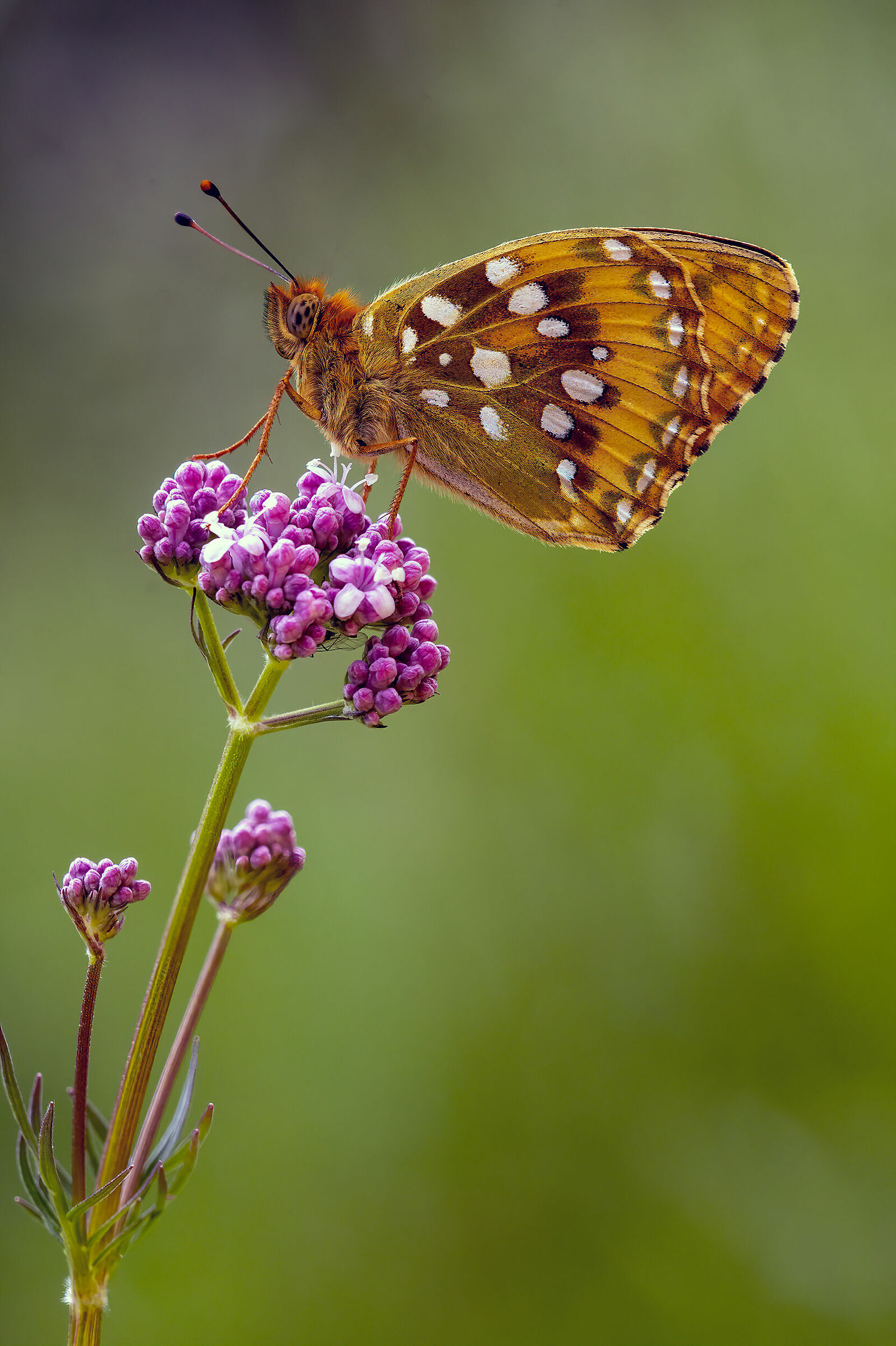 Argynnis aglaja