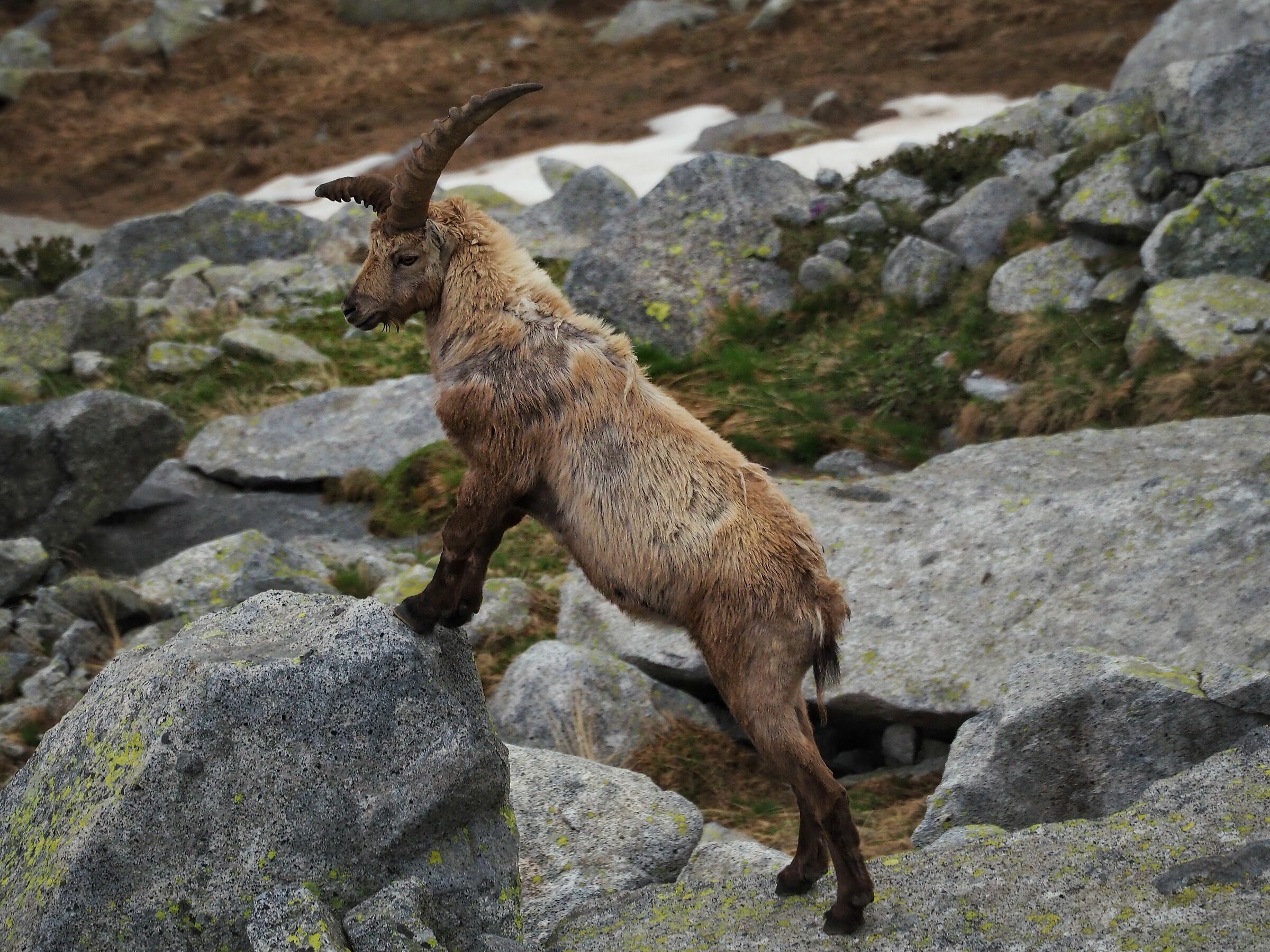 Goat Ibex 2