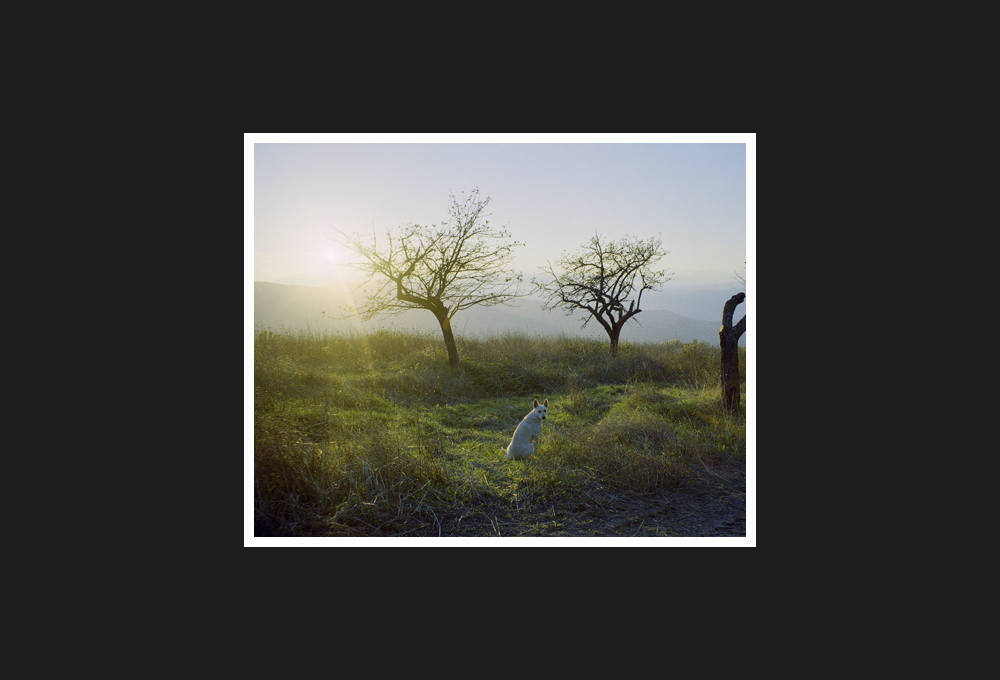 cane bianco al tramonto, 1999