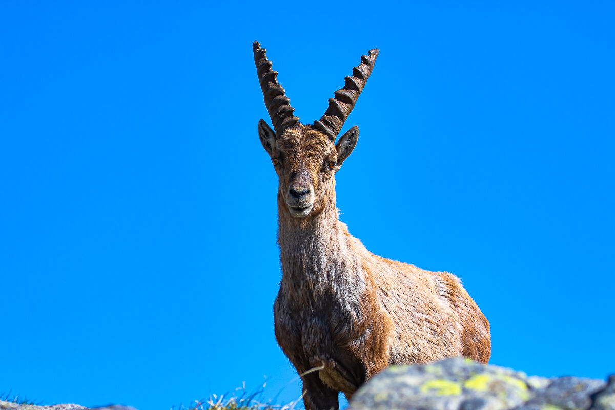 Ibex in the sky