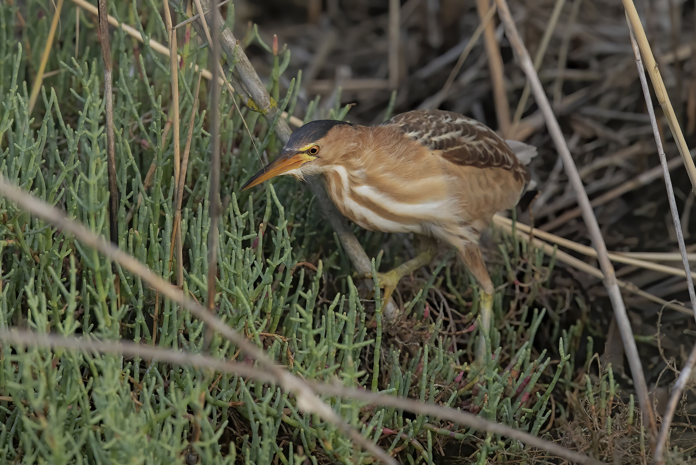 tarabusino, (ixobrychus minutus)