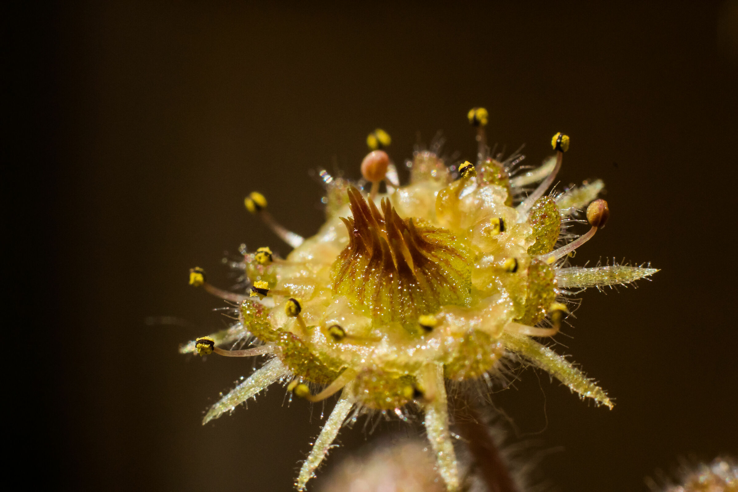 Fiore di piccolo cactus