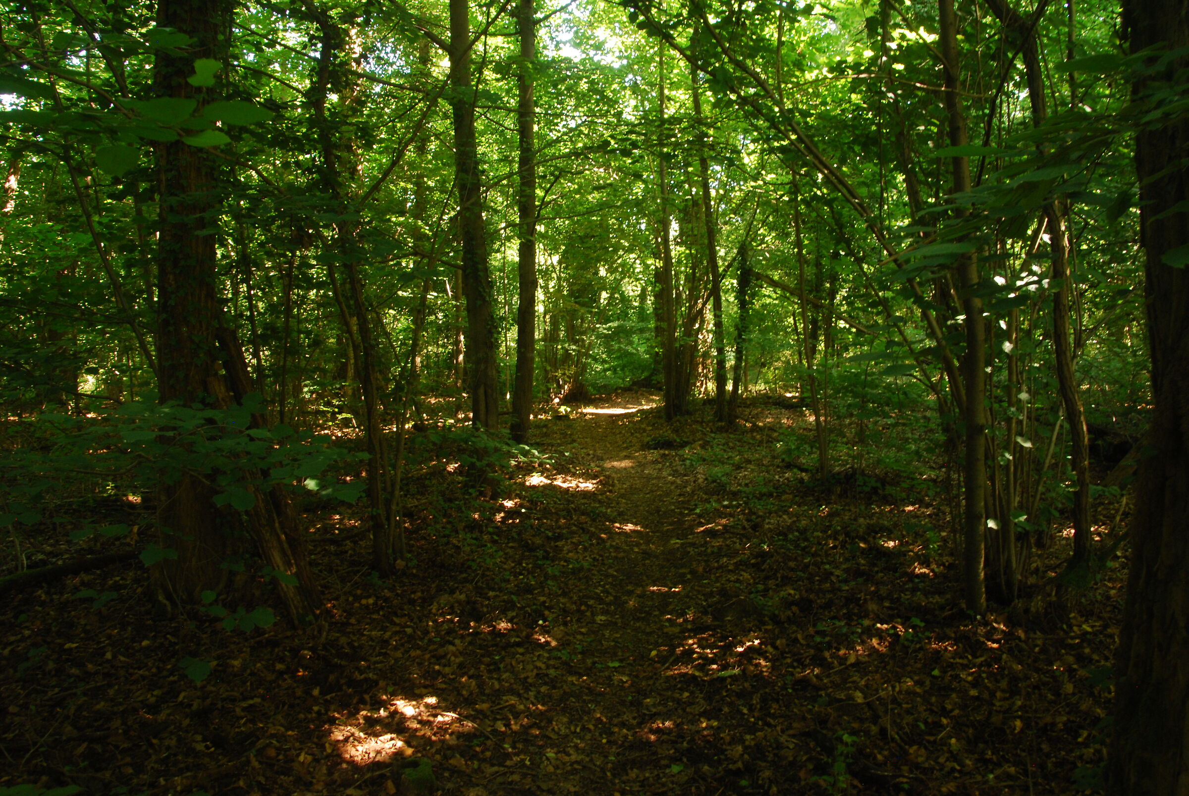 Path