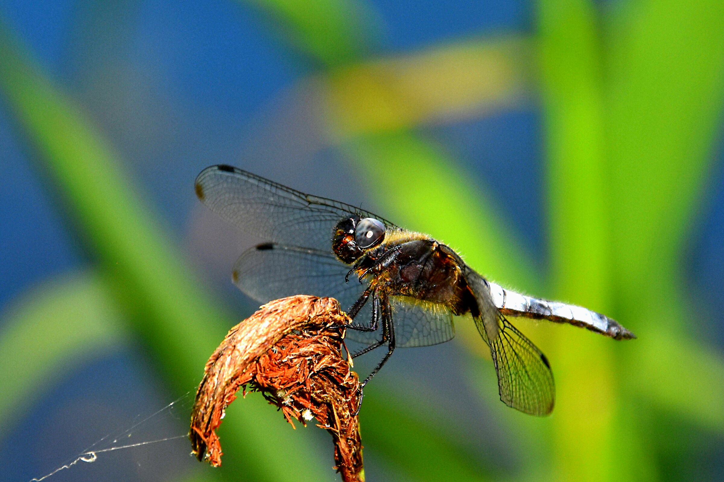 Dragonfly