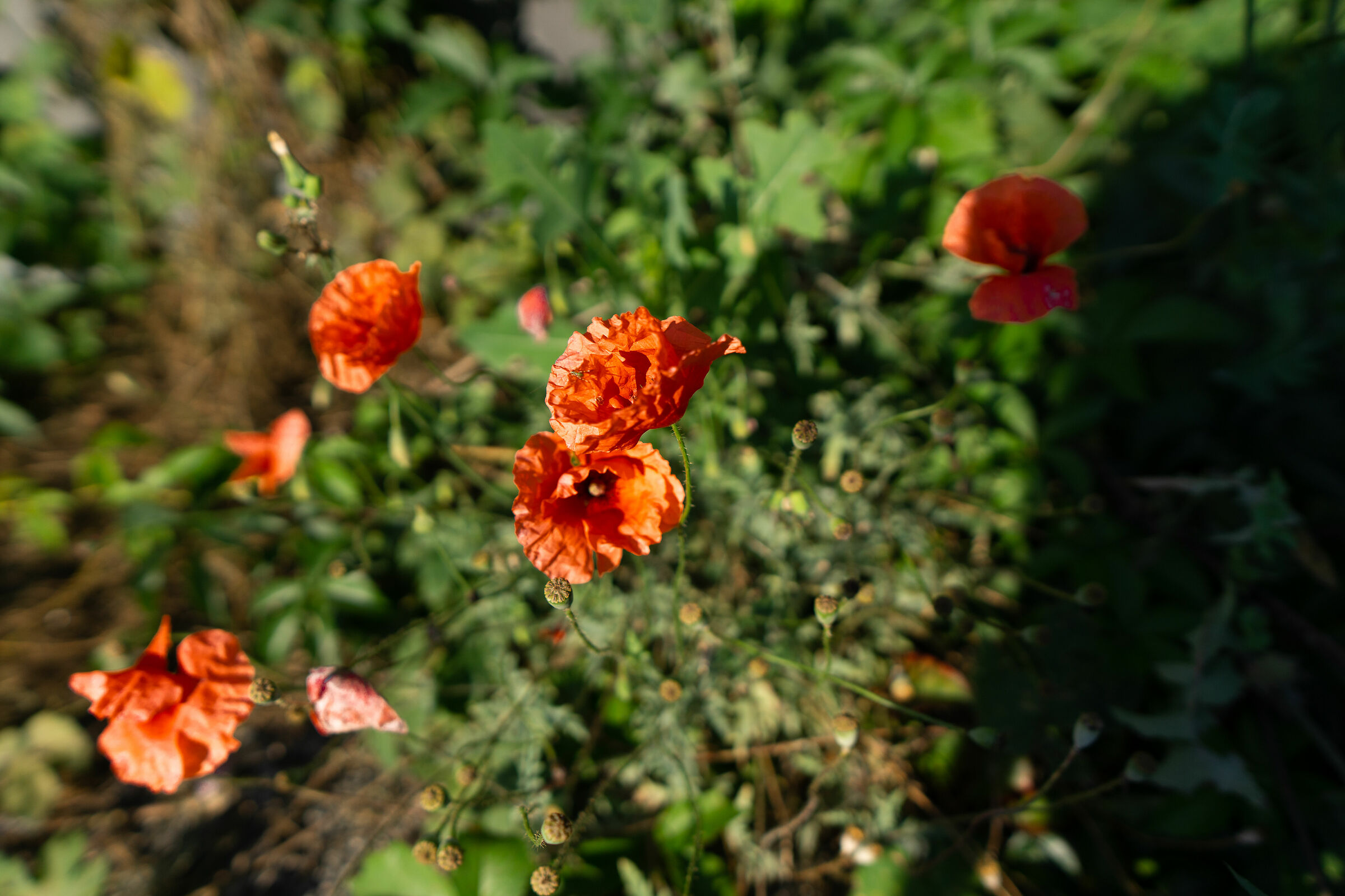 Sun-kissed poppies