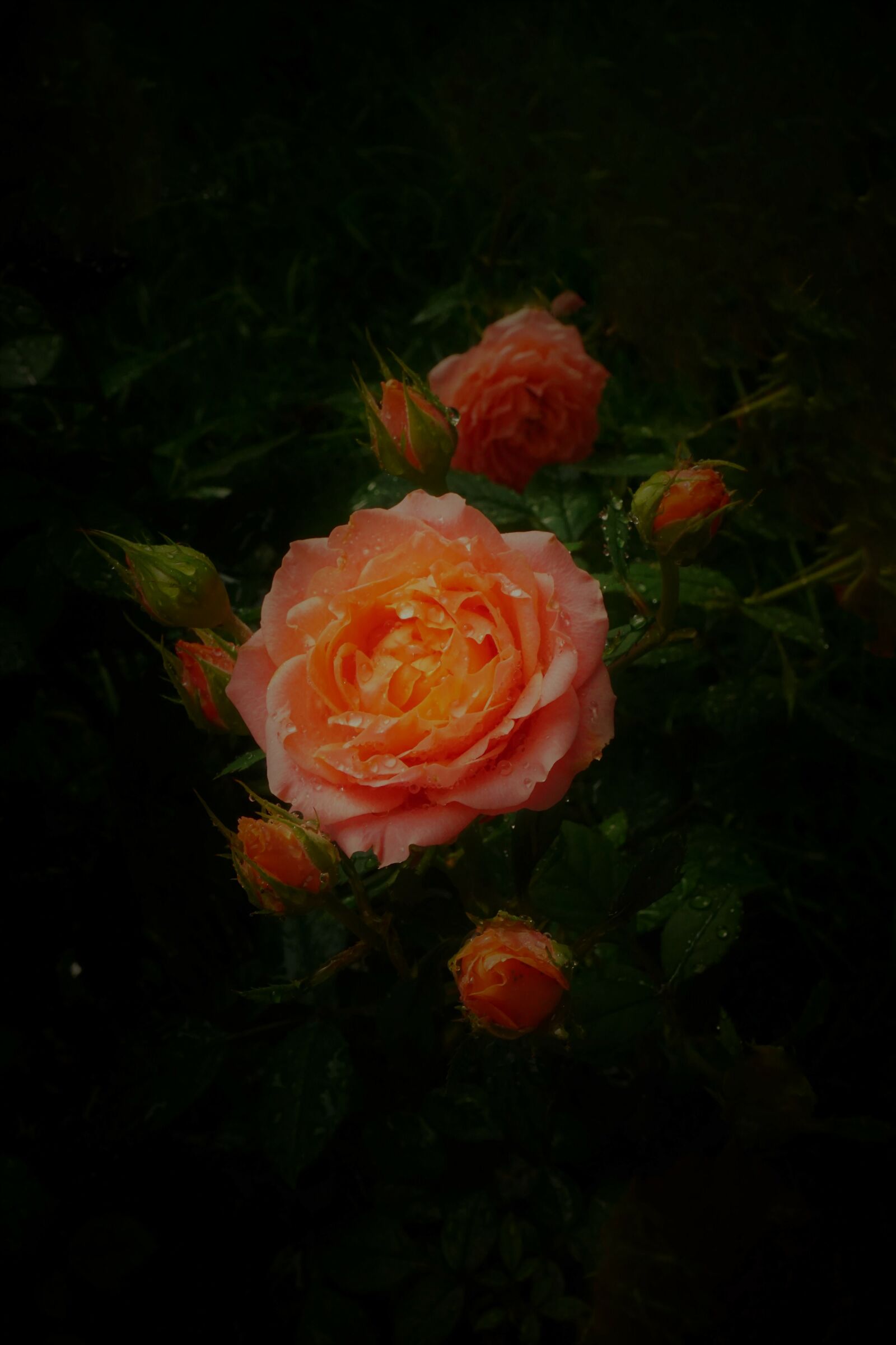 Rosa chinensis Jacq. (Con pioggia e poca luce)