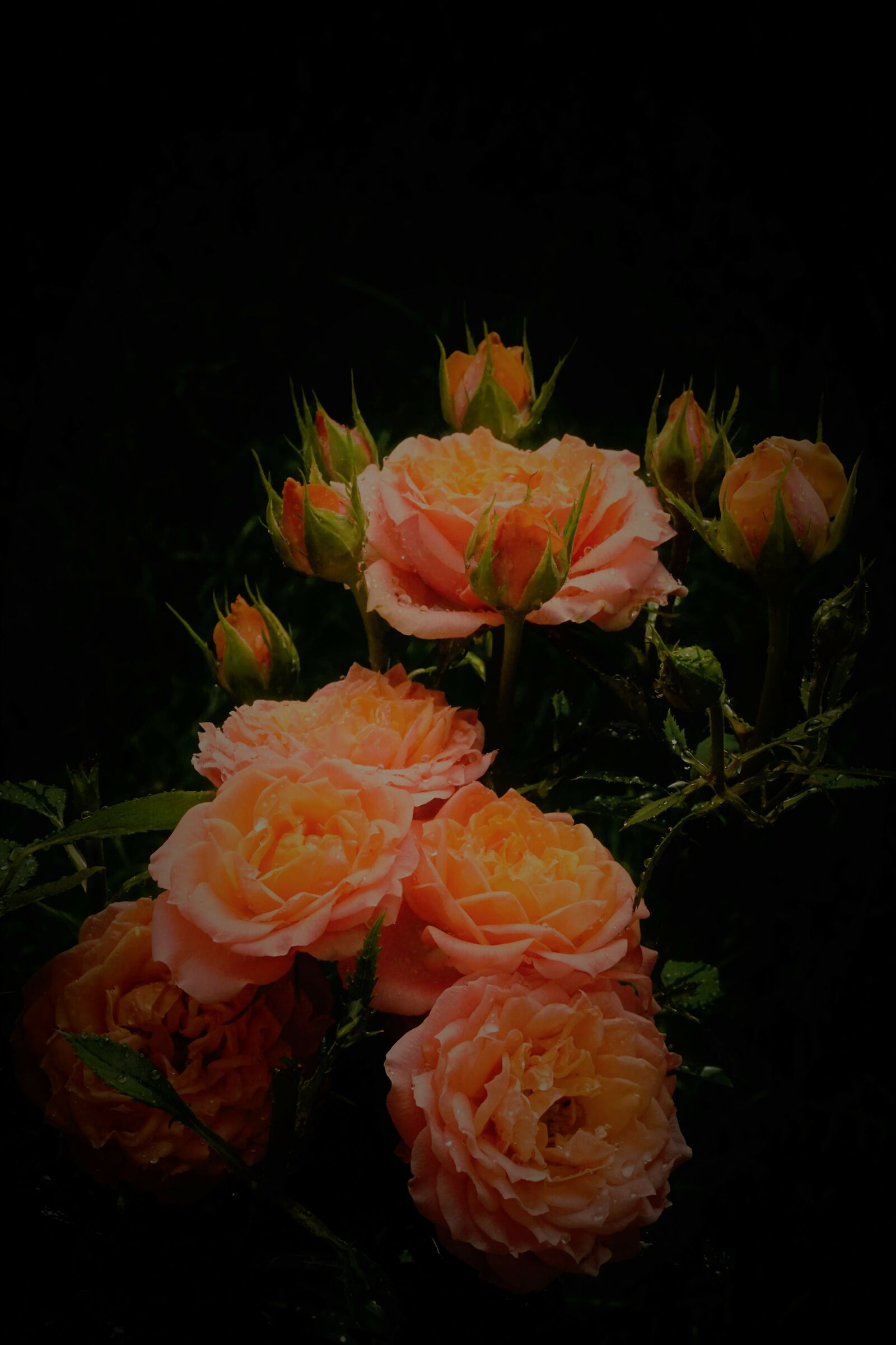 Rosa chinensis Jacq. (Con pioggia e poca luce)