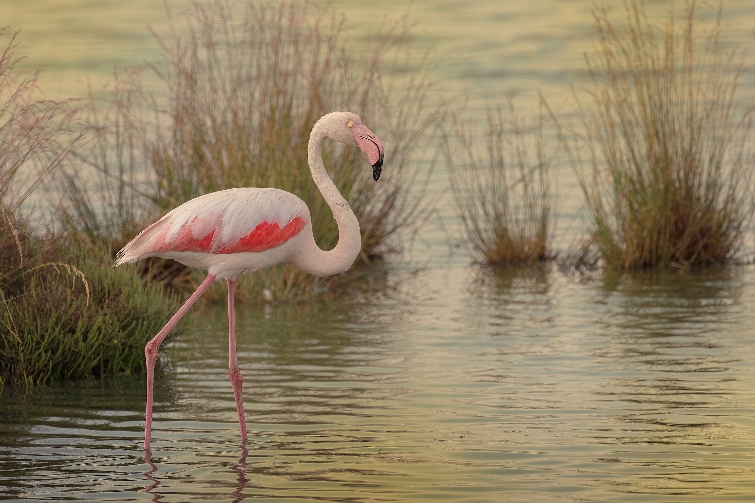 Incontri presso le Saline di Comacchio