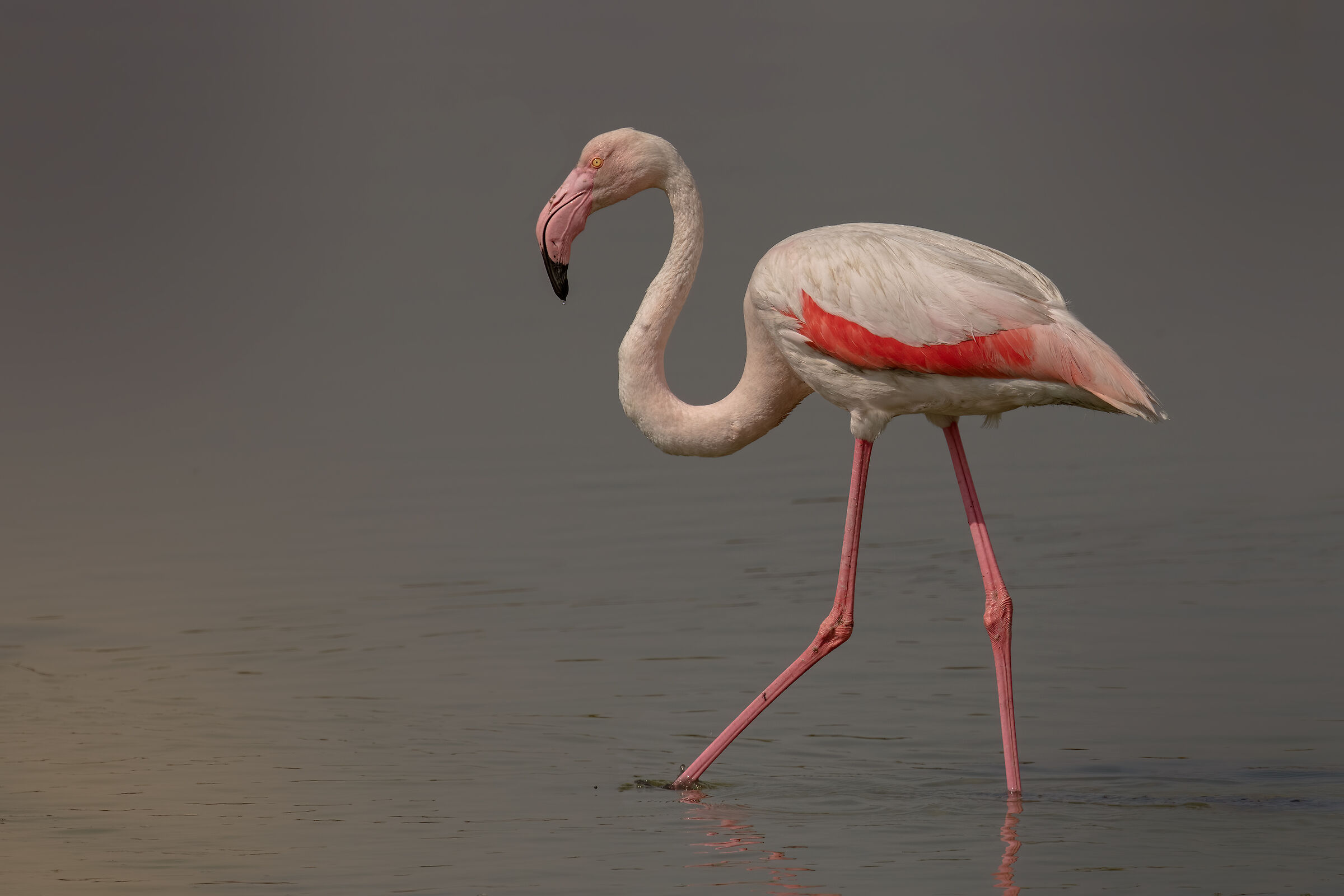 Incontri presso le Saline di Comacchio
