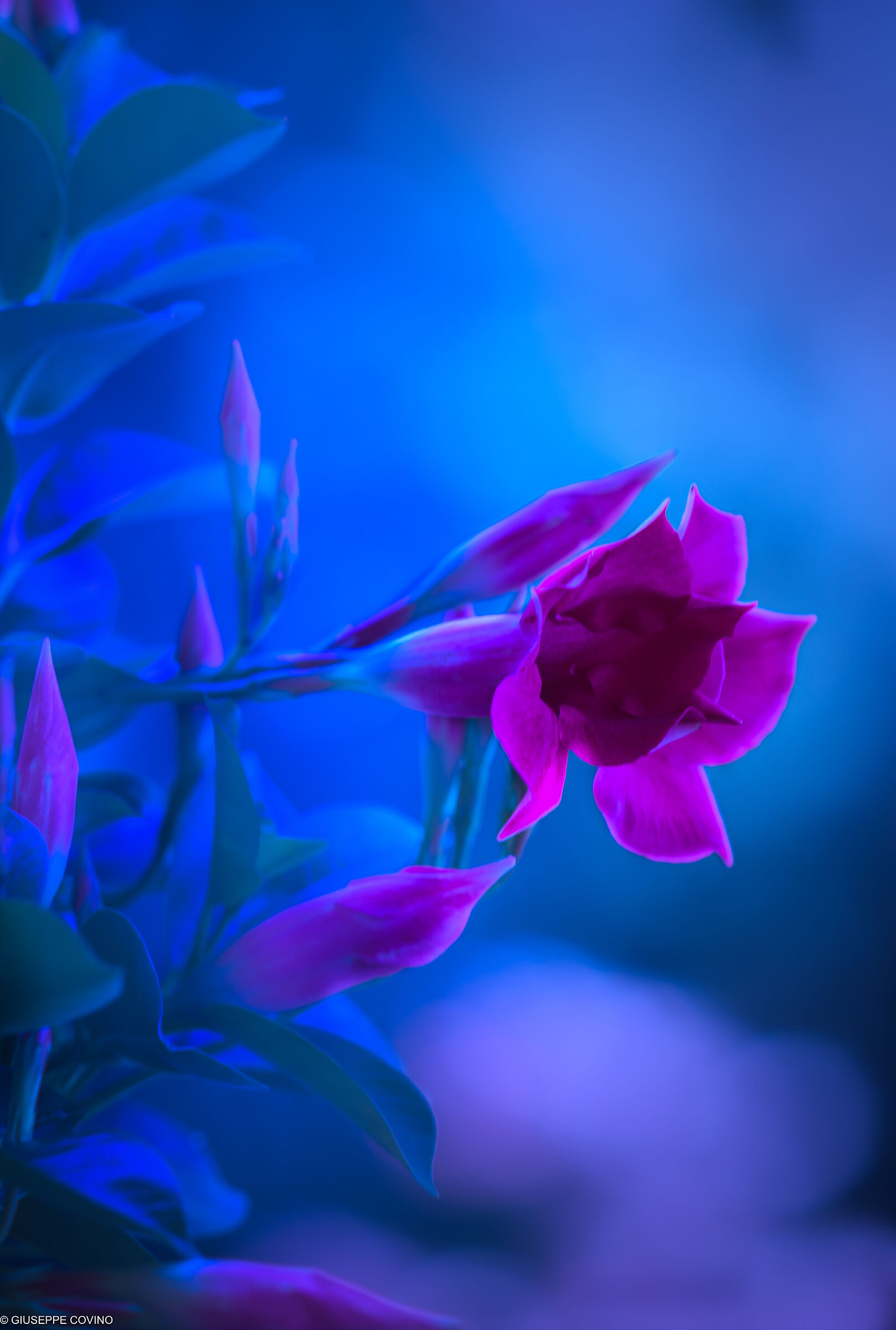 immagine onirica in giardino