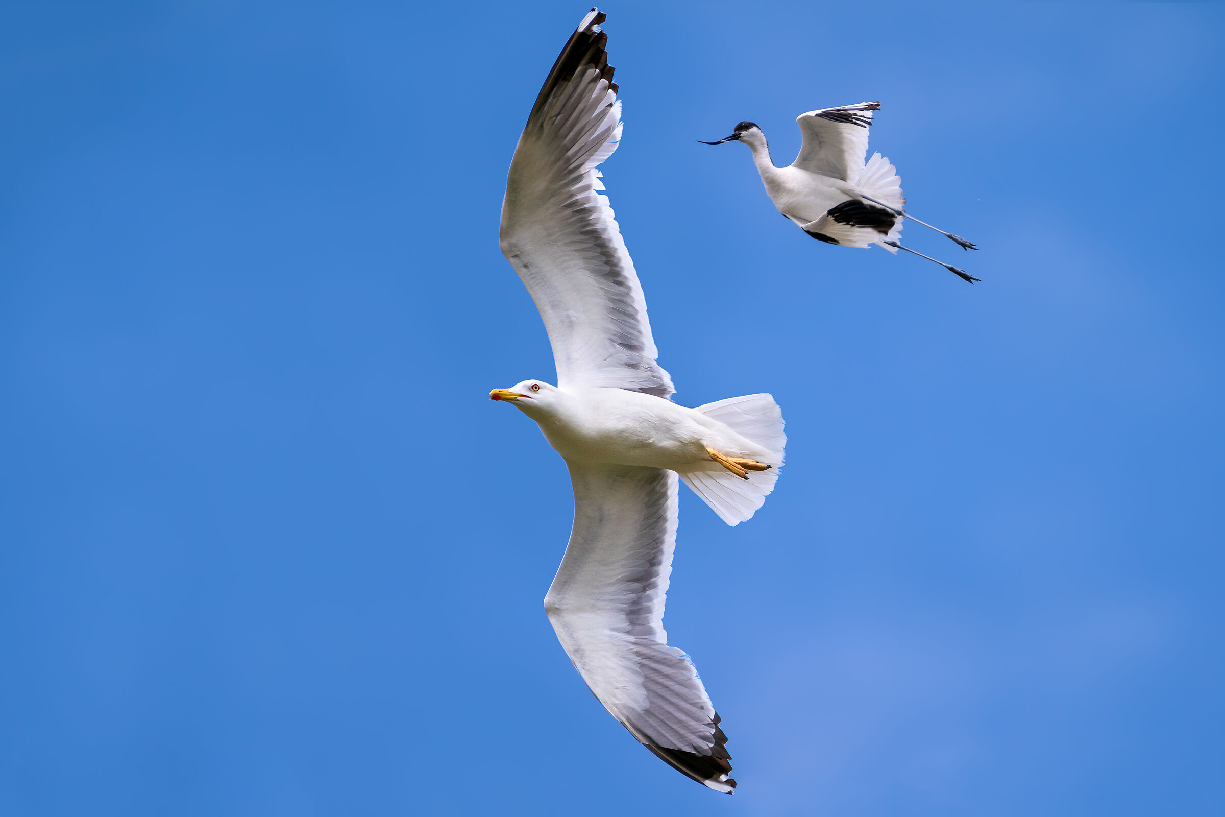 L'avocetta e il gabbiano