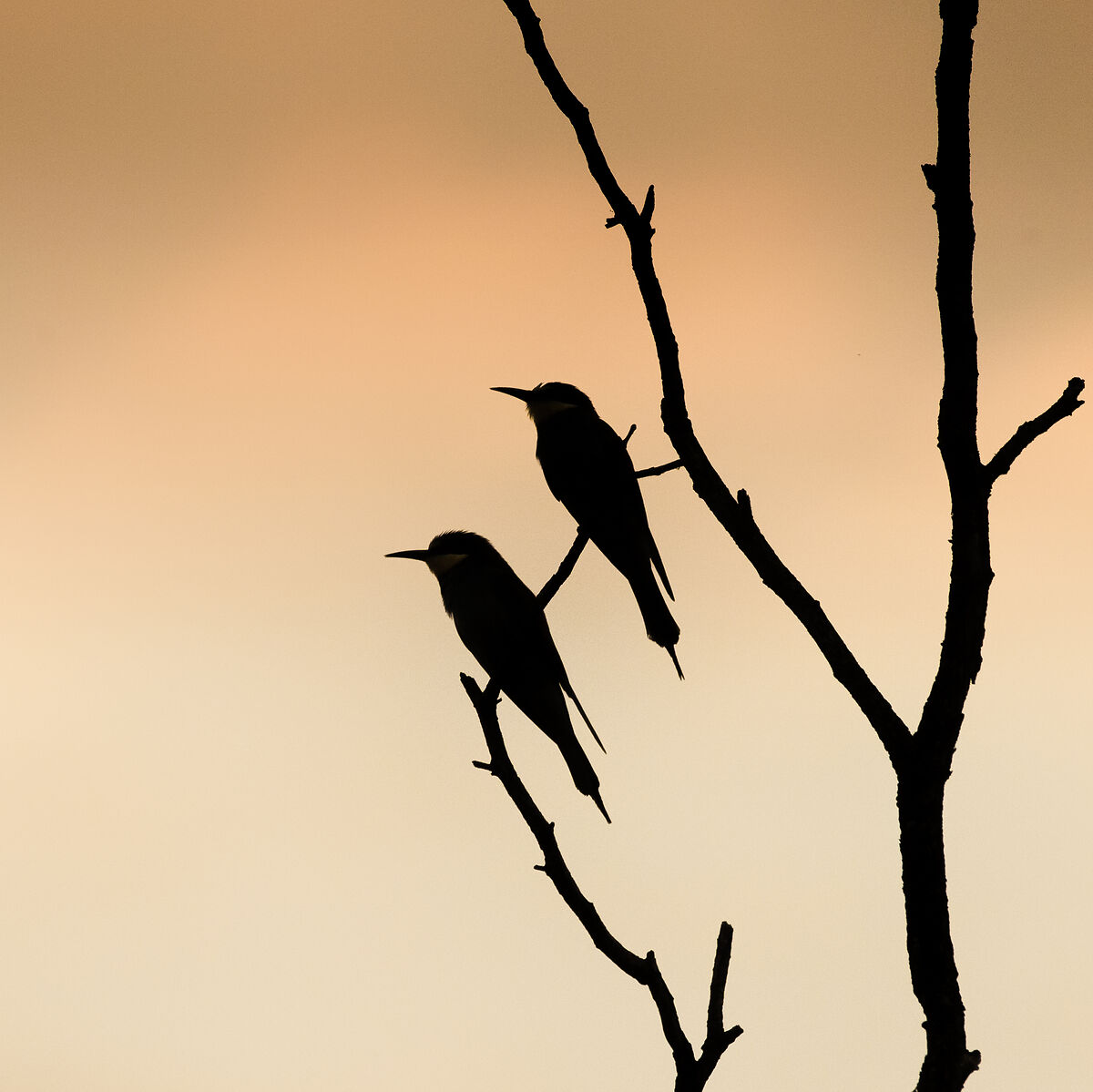 Gruccioni al parco del Ticino
