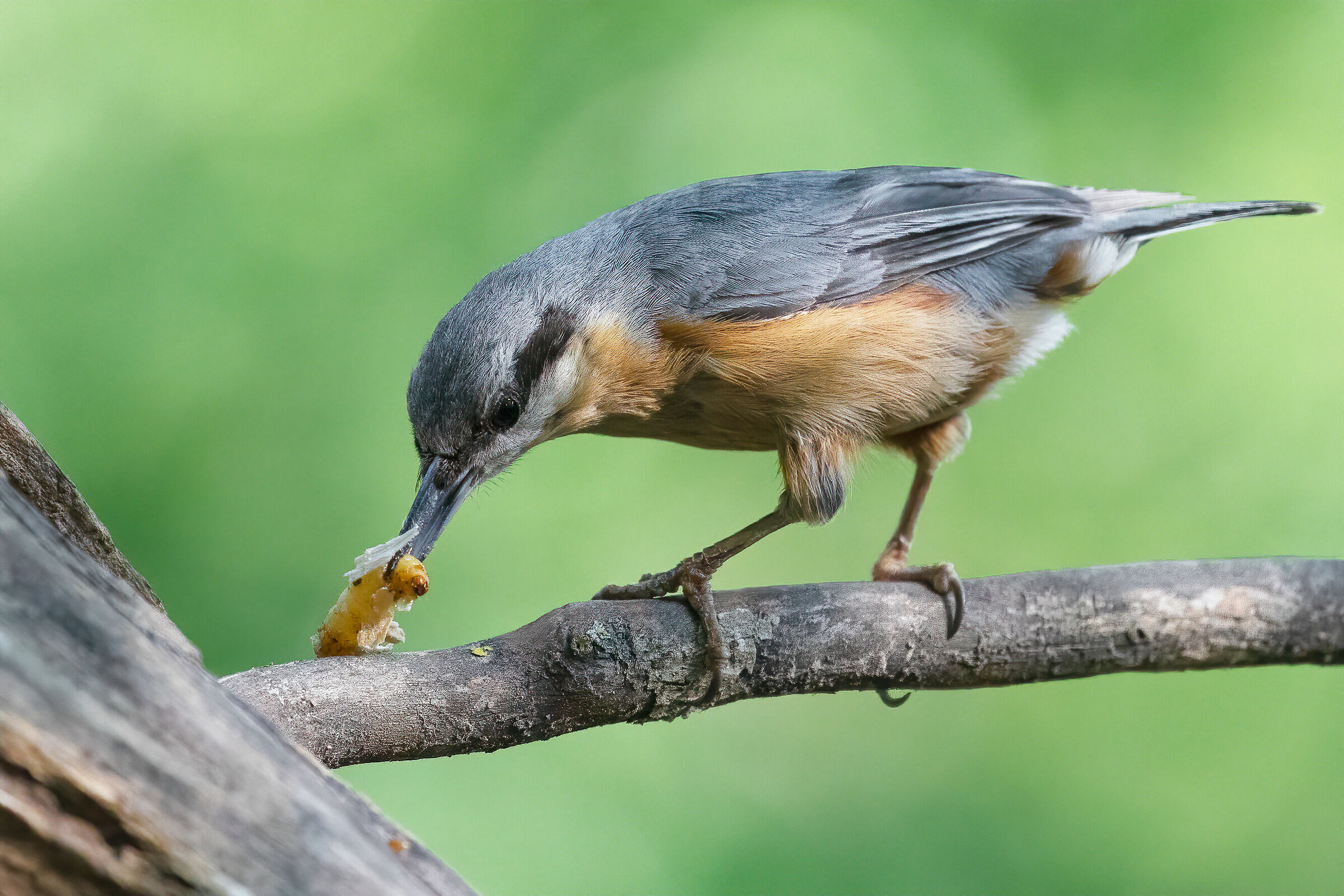 picchio muratore con preda