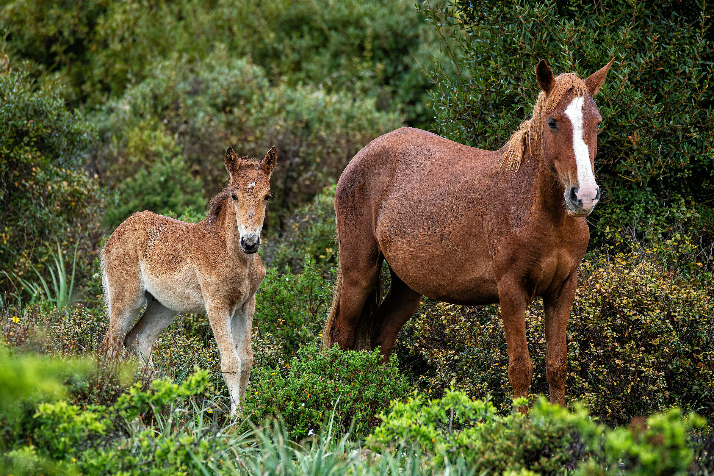 Cavallini della Giara nel loro ambiente naturale