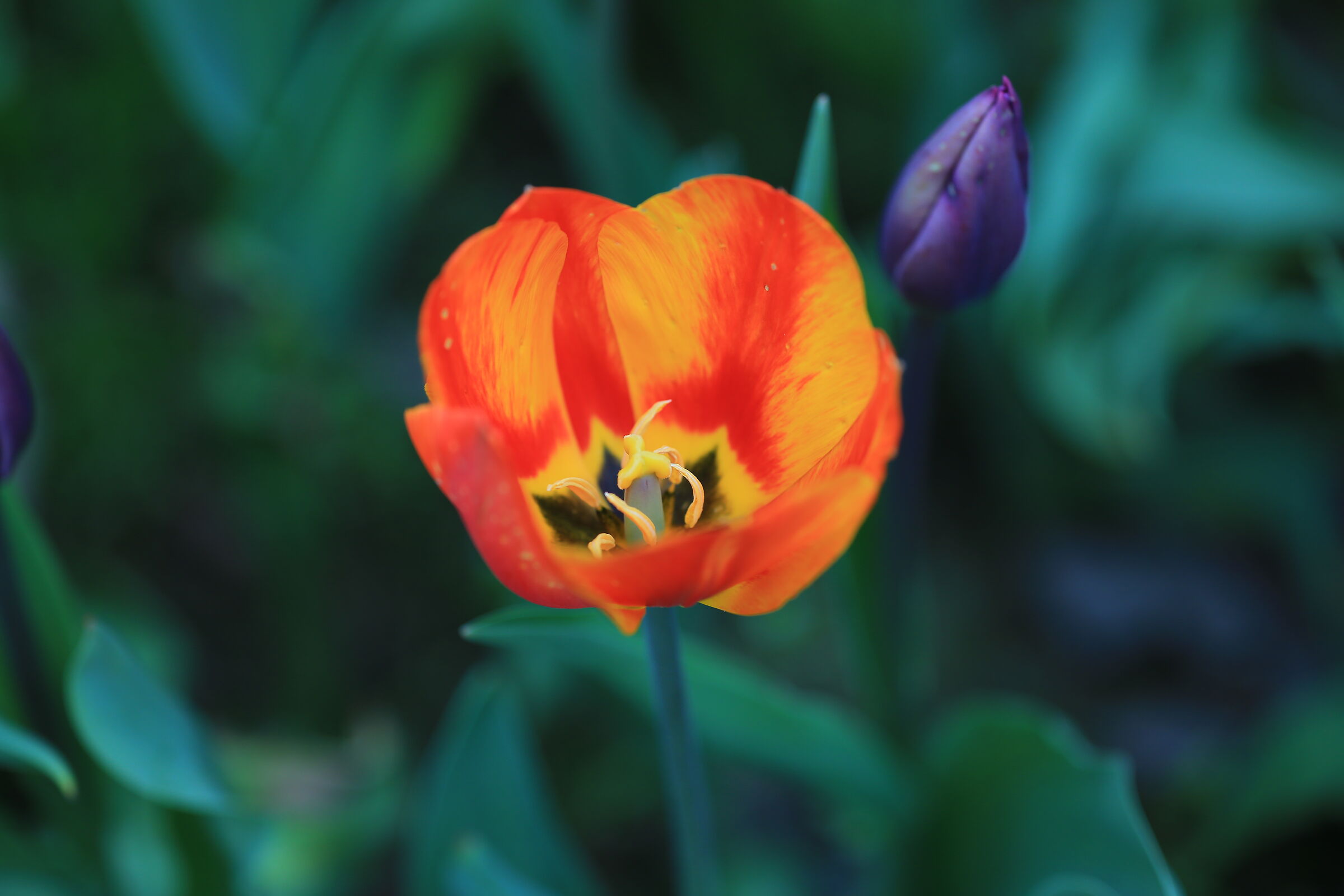 Simple Tulip.