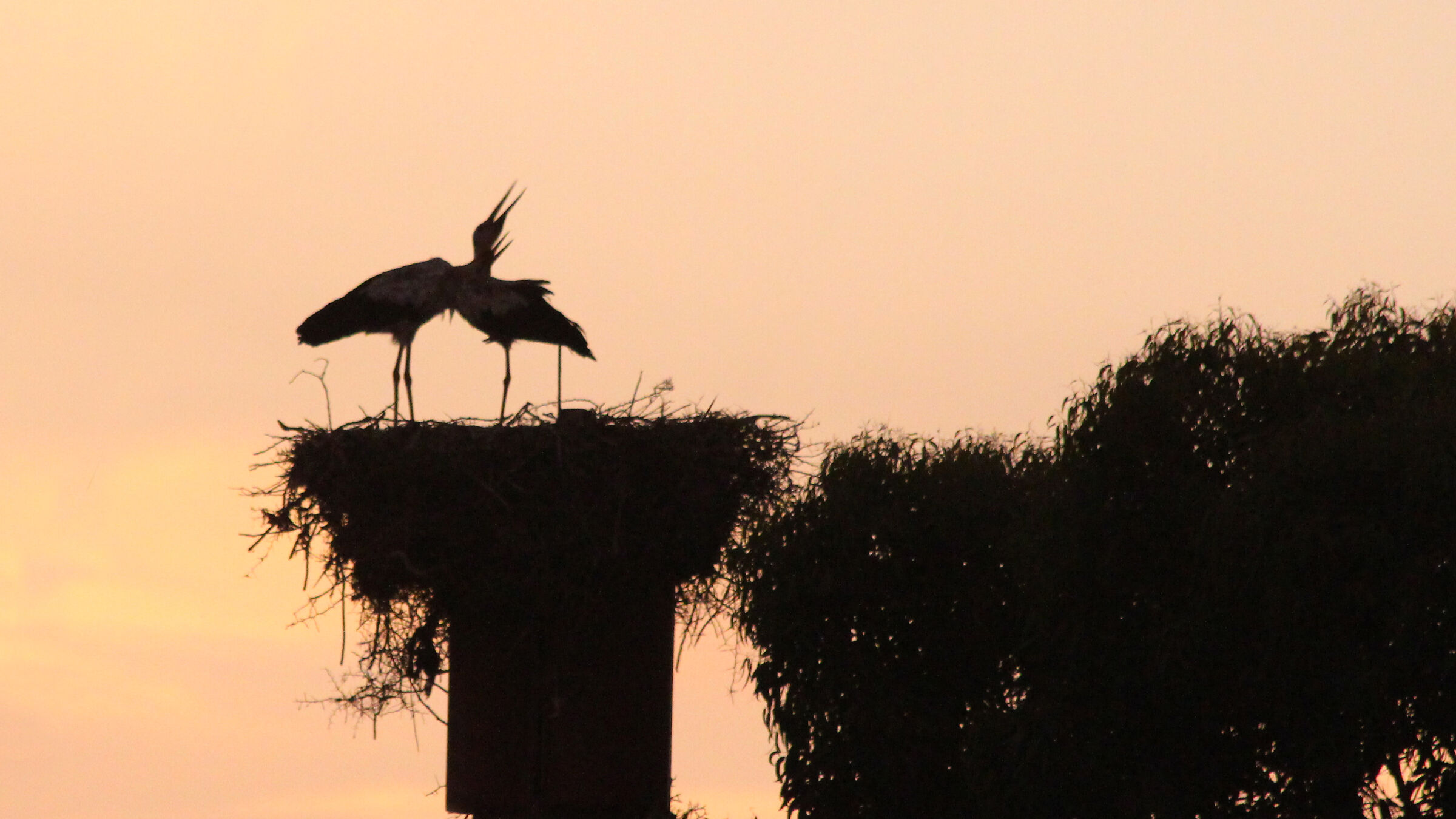 cicogne  Oualidia  Marocco