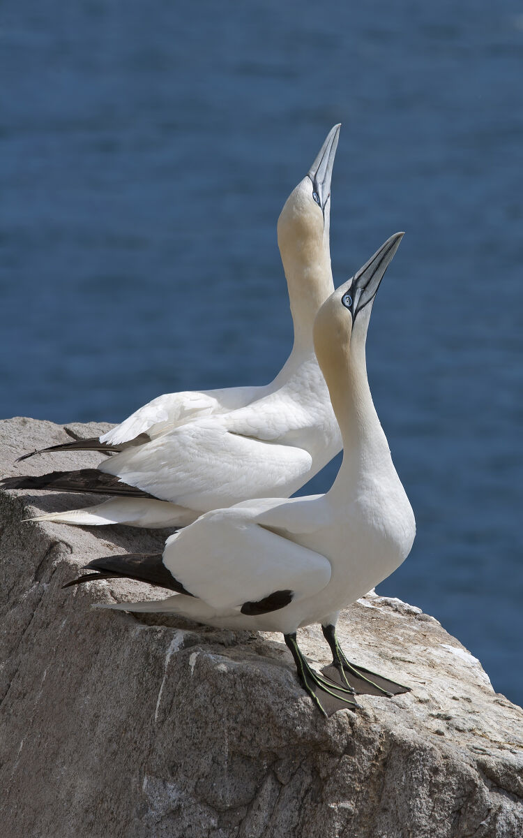 Skypointing, New Australia