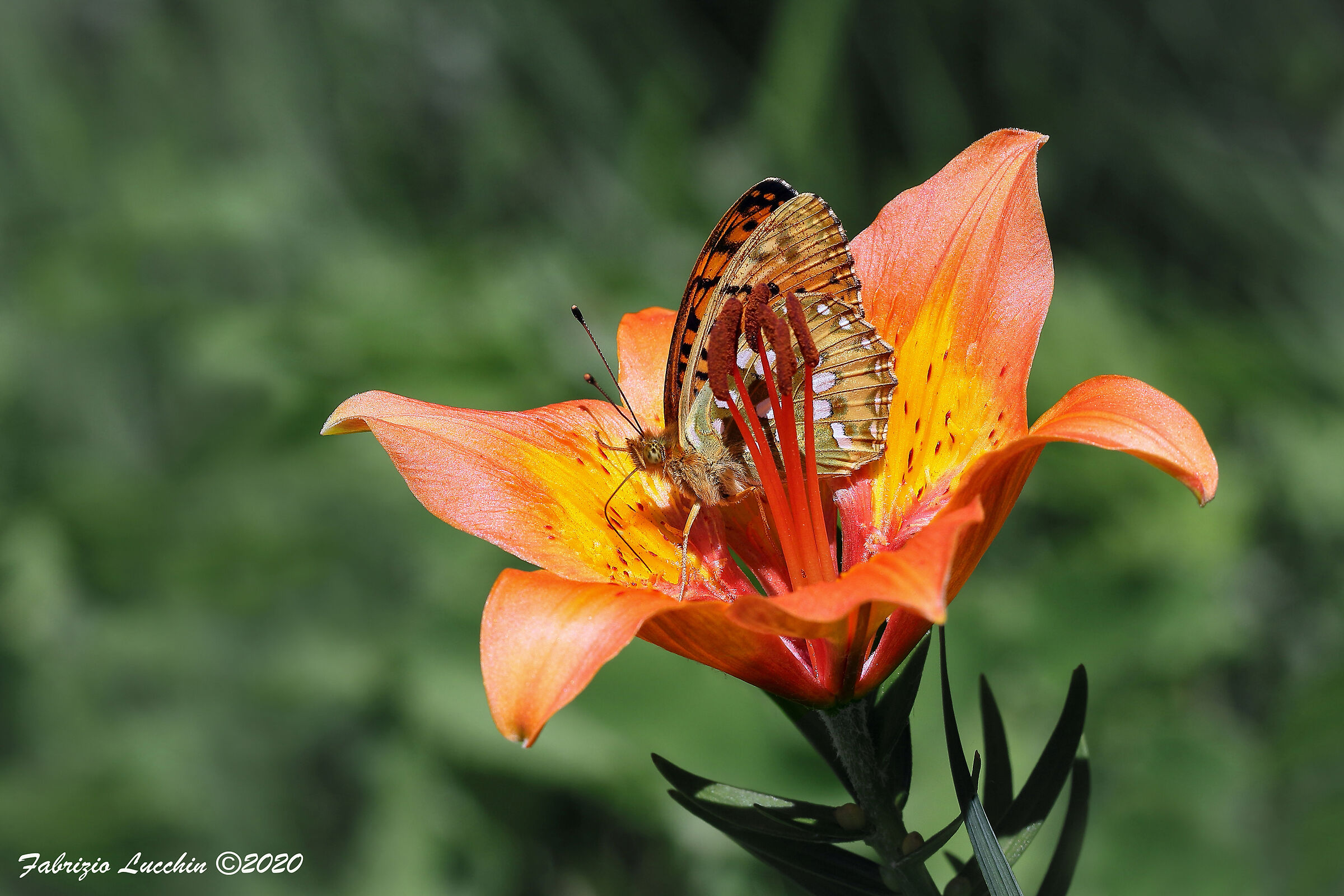 Argynnis aglaja tra gli stami