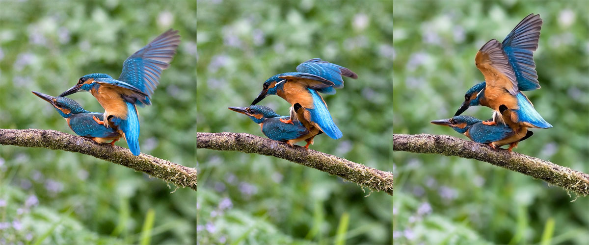 Anche i martini lo fanno...