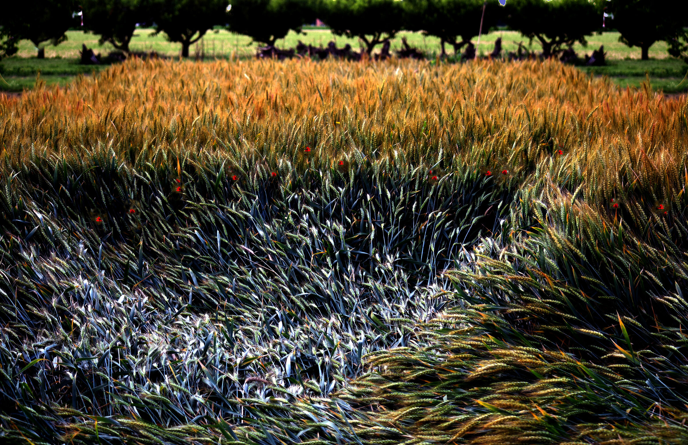 it's not the circles in the wheat