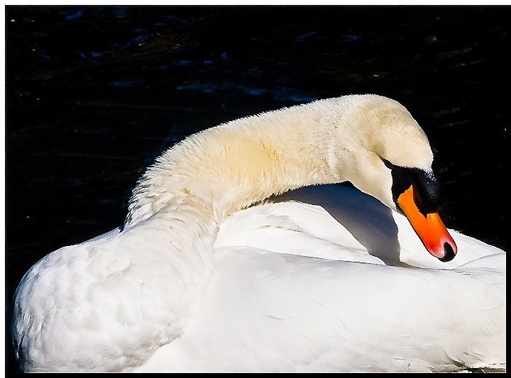 Swan, the dark ..