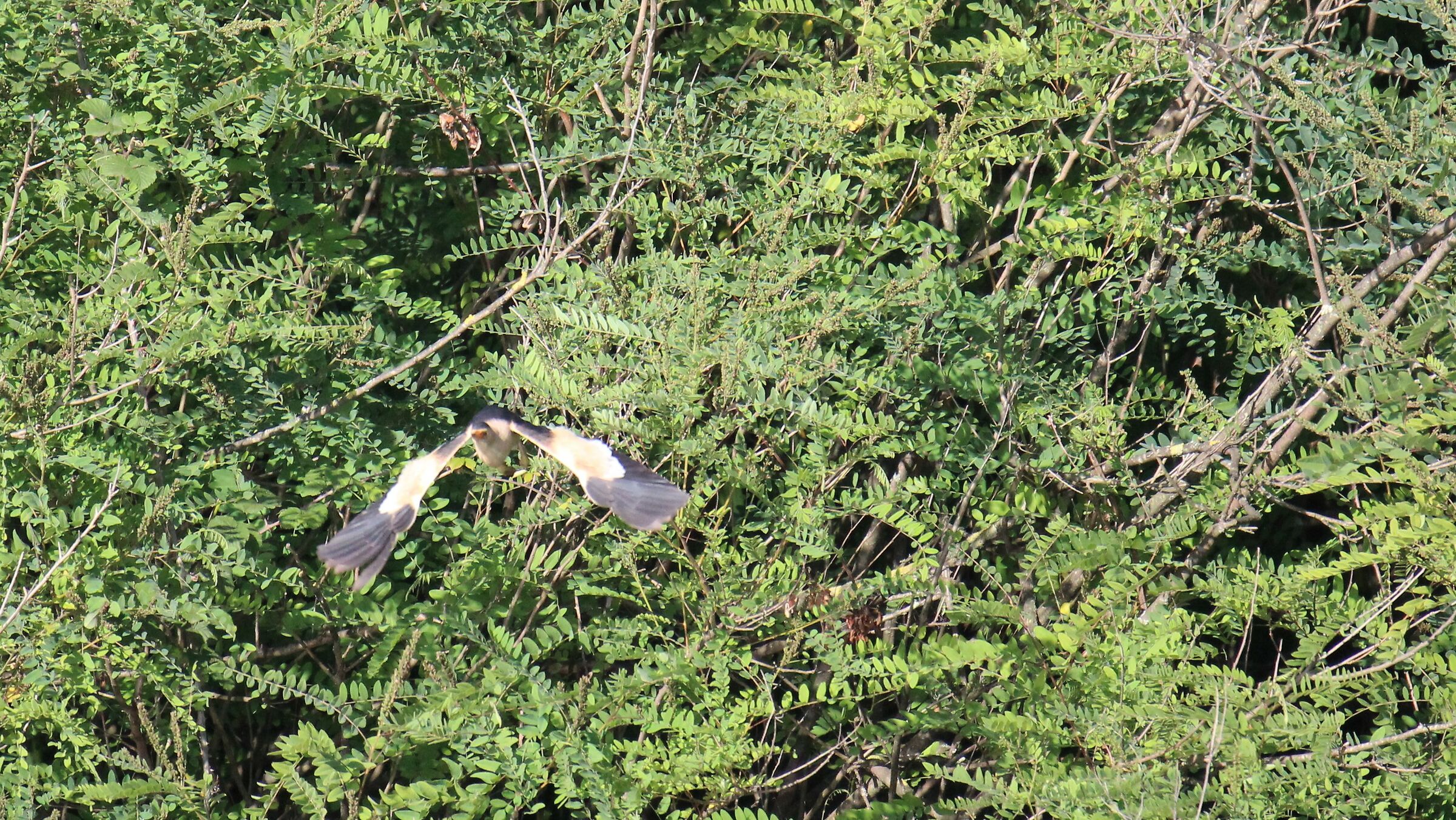 Chi mi sa dire di che uccello si tratta?